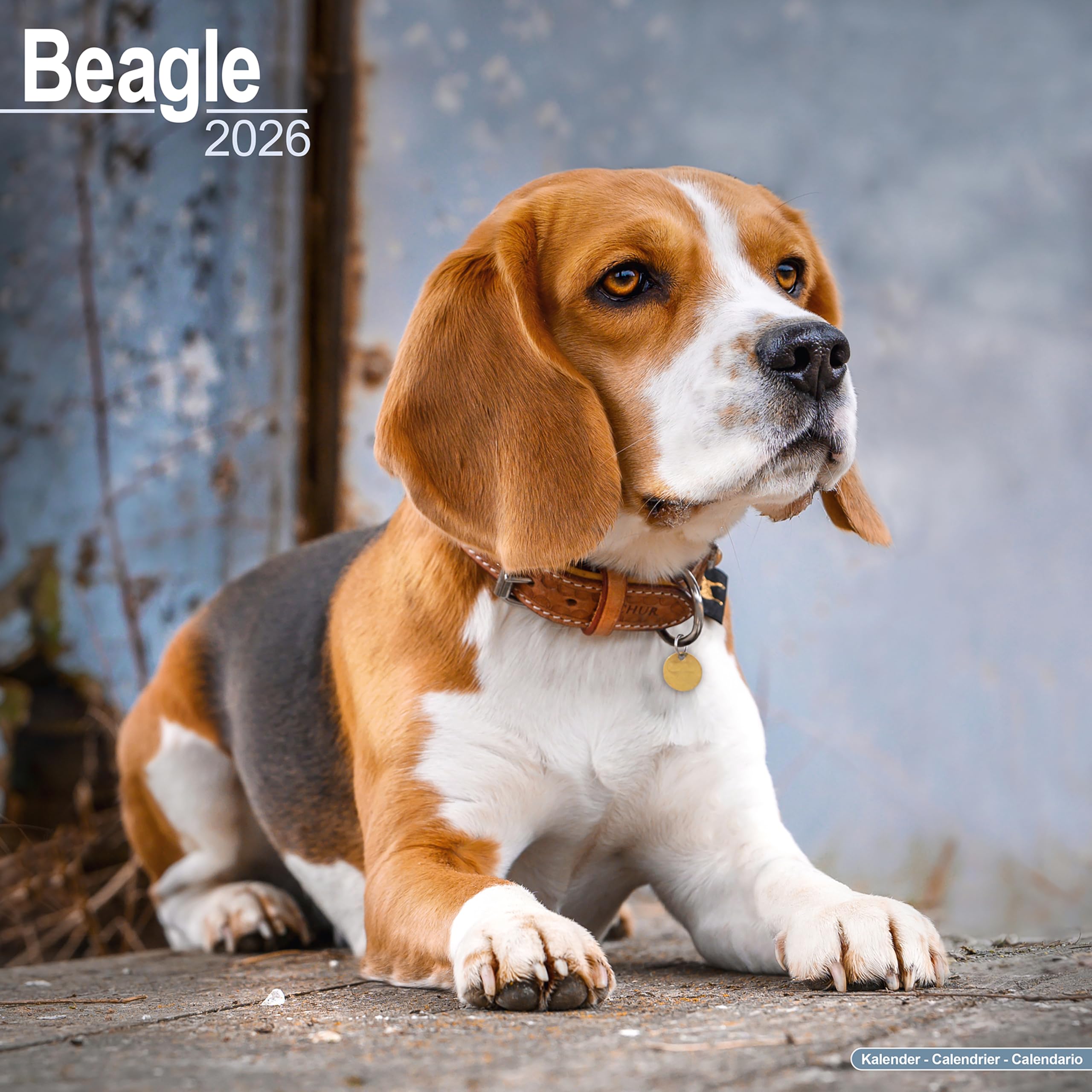 Beagle 2026 Calendar | Square Wall Calendar | Dog Breed Gift | Plastic Free Packaging | by Avonside Publishing