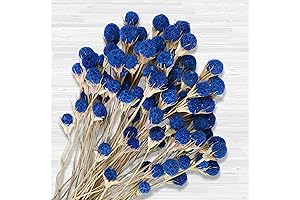 50 Pcs Dried Blue Thistle Flowers for Boho Home Decor