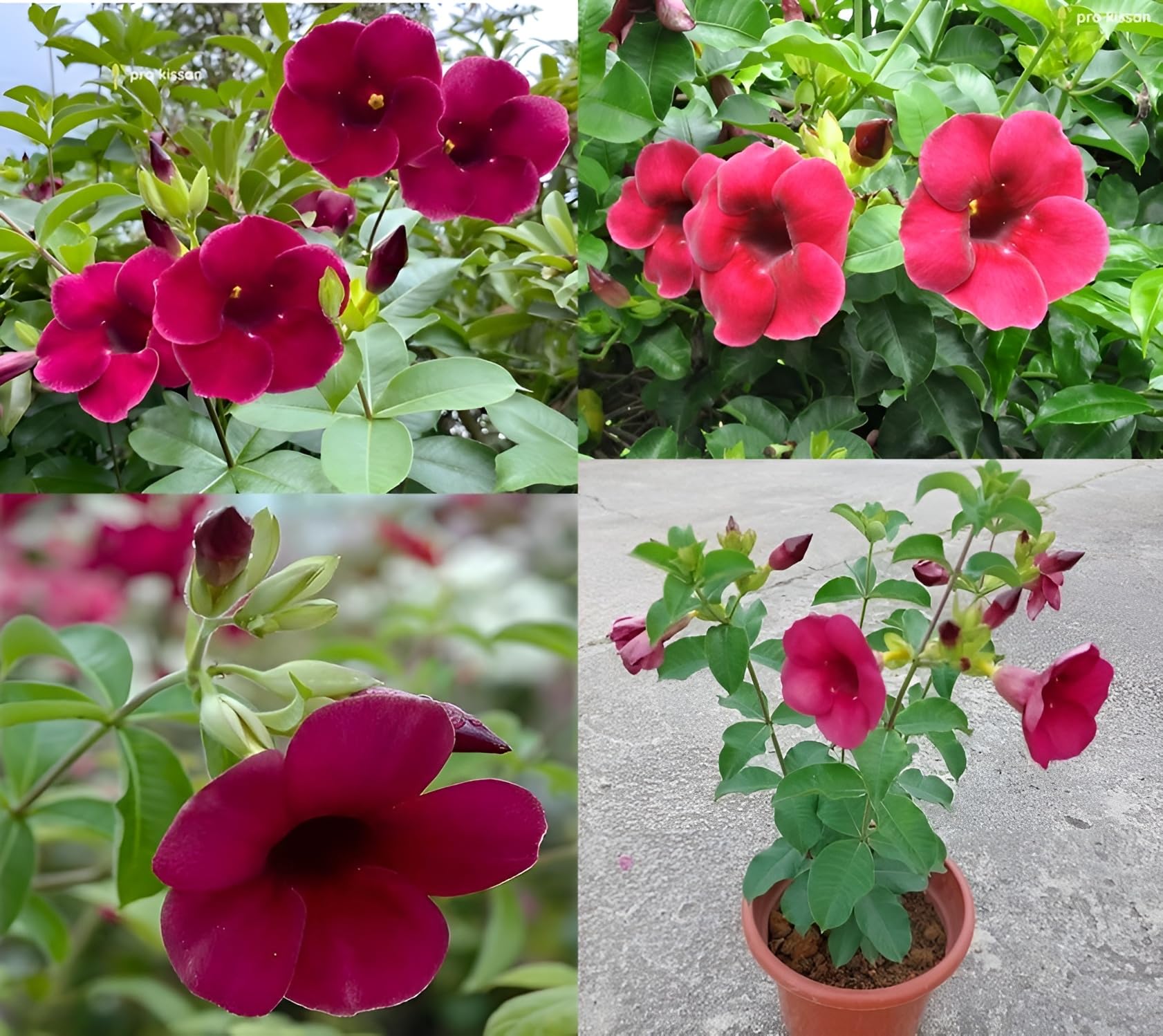 Petal Pulse Red Allamanda Healthy Live Flower Plant Original Variety For Home Garden Pack Of 1(Ready To Blooming)|Purple Color Healthy Natural with Plastic Pot