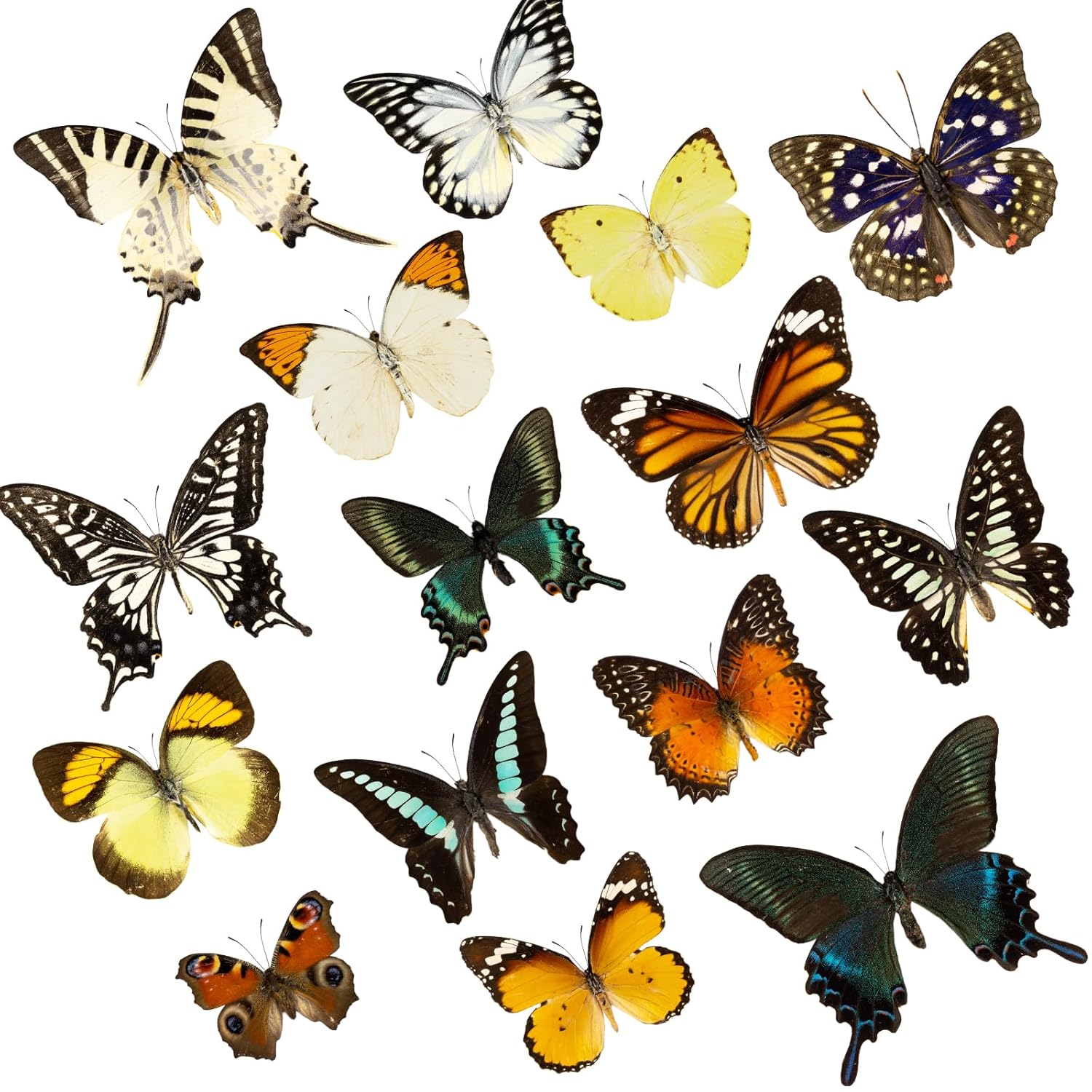 15 Pcs Real Butterfly Specimen, Taxidermy Dried Dead Butterflies with Spread Wings Shaped, Natural unmounted Butterfly, Artwork Material Decor, DIY Creative Production (15PCS Different Types)