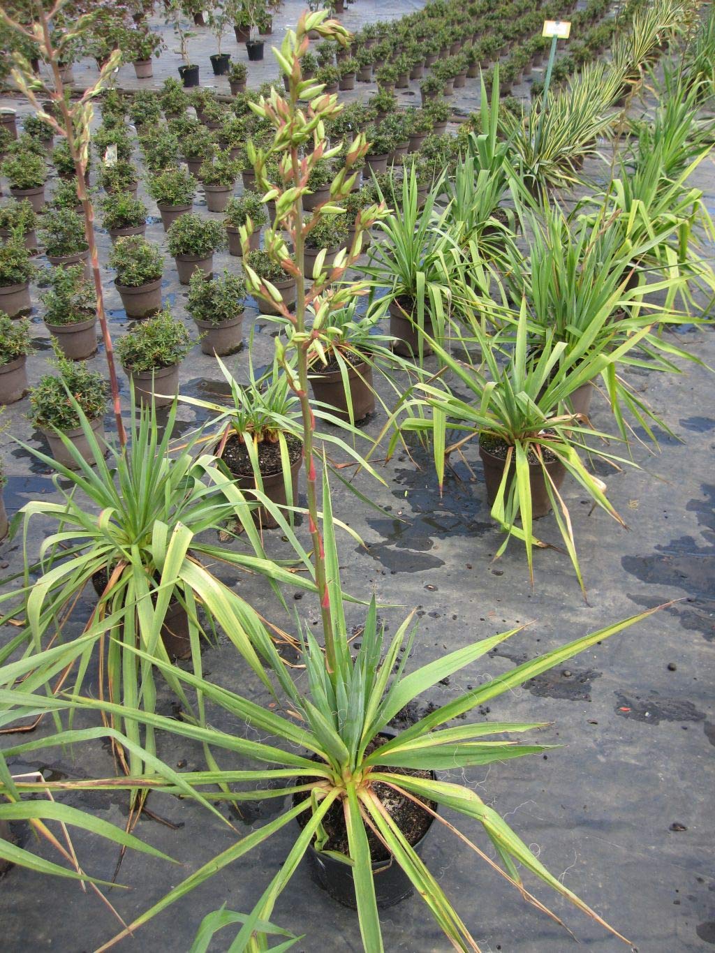Yucca filamentosa - Fädige Palmlilie - 40-60cm