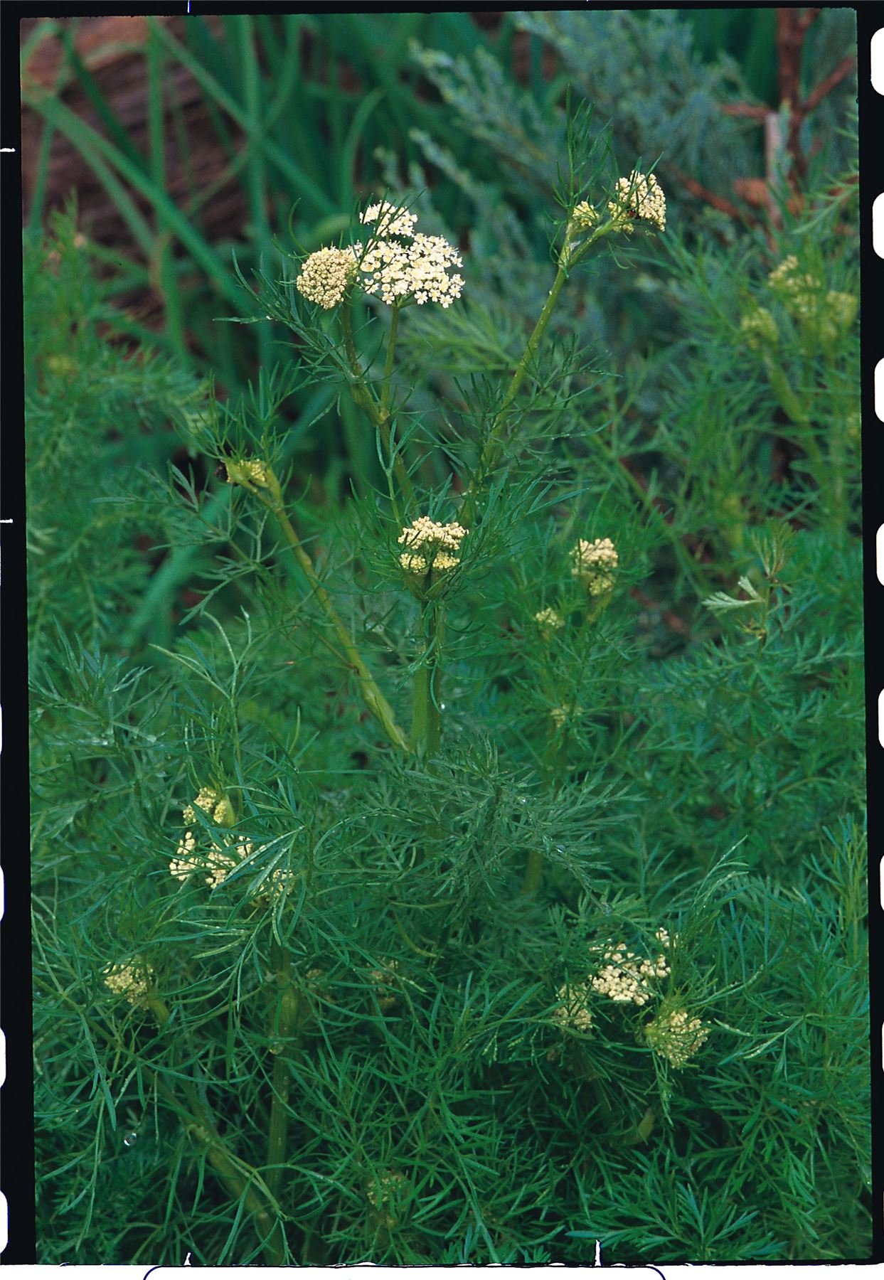 Herb - Caraway - Carum carvi - 2500 Seed