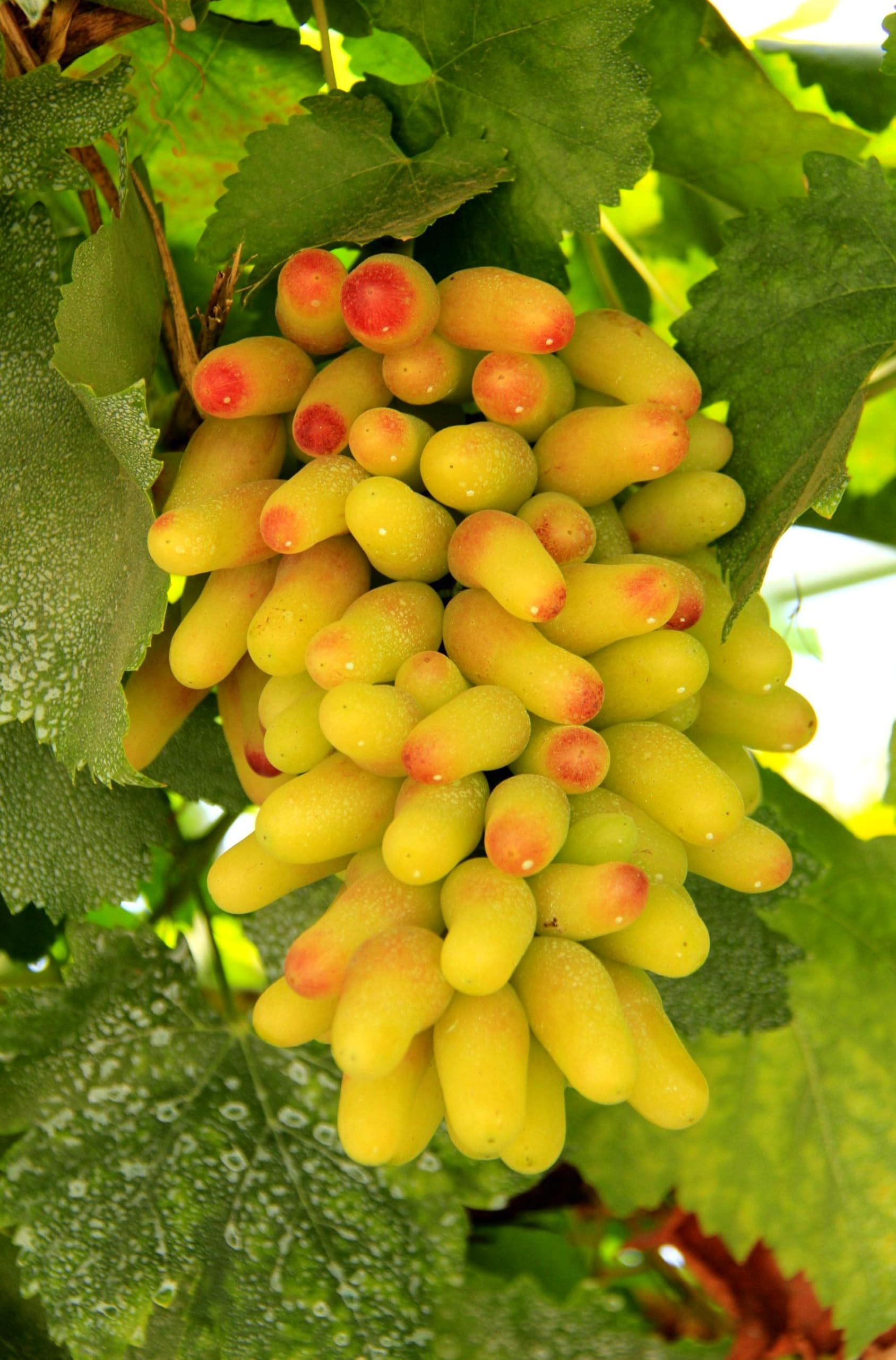 Amazon.com : 100+ Pcs Grape Seeds for Planting : Patio, Lawn