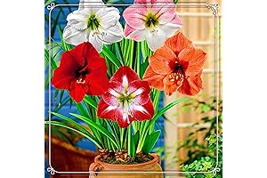 Amaryllis Bulbs Bulk: Plant Indoors or Outdoors - 4 Large Quality Bulbs