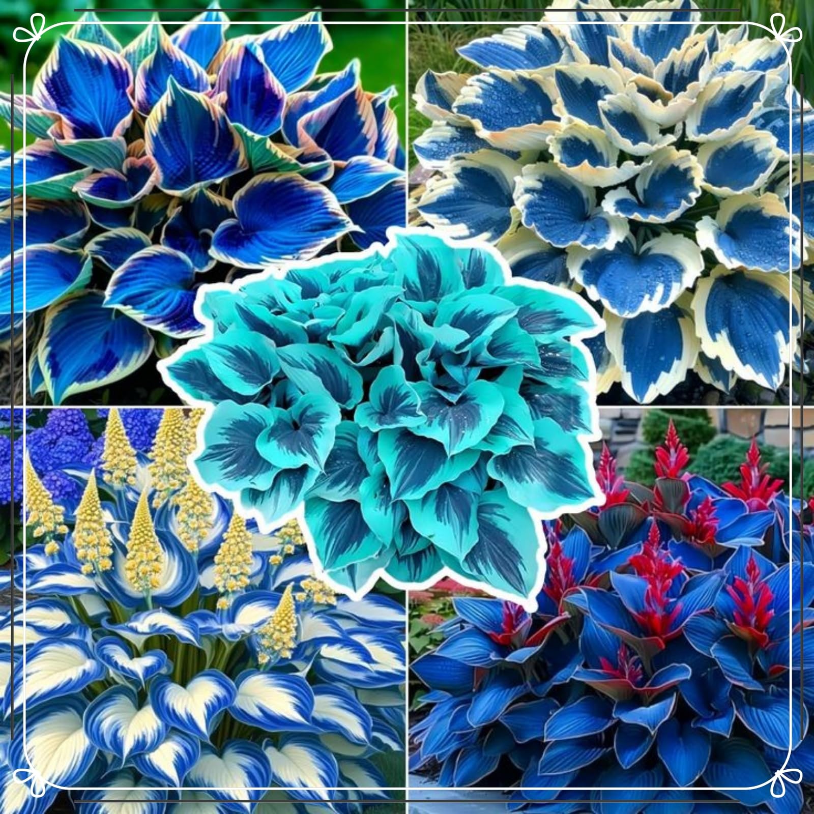 Striking Hosta Bulbs Mix for Planting Now UK/Stunning Ornamentals,Potted-Plants-Rhizome,Midnight Blue,Cold-Tolerant/Perennial,Shade-Tolerant,Excellent Display,Garden.-6Bulbs-M