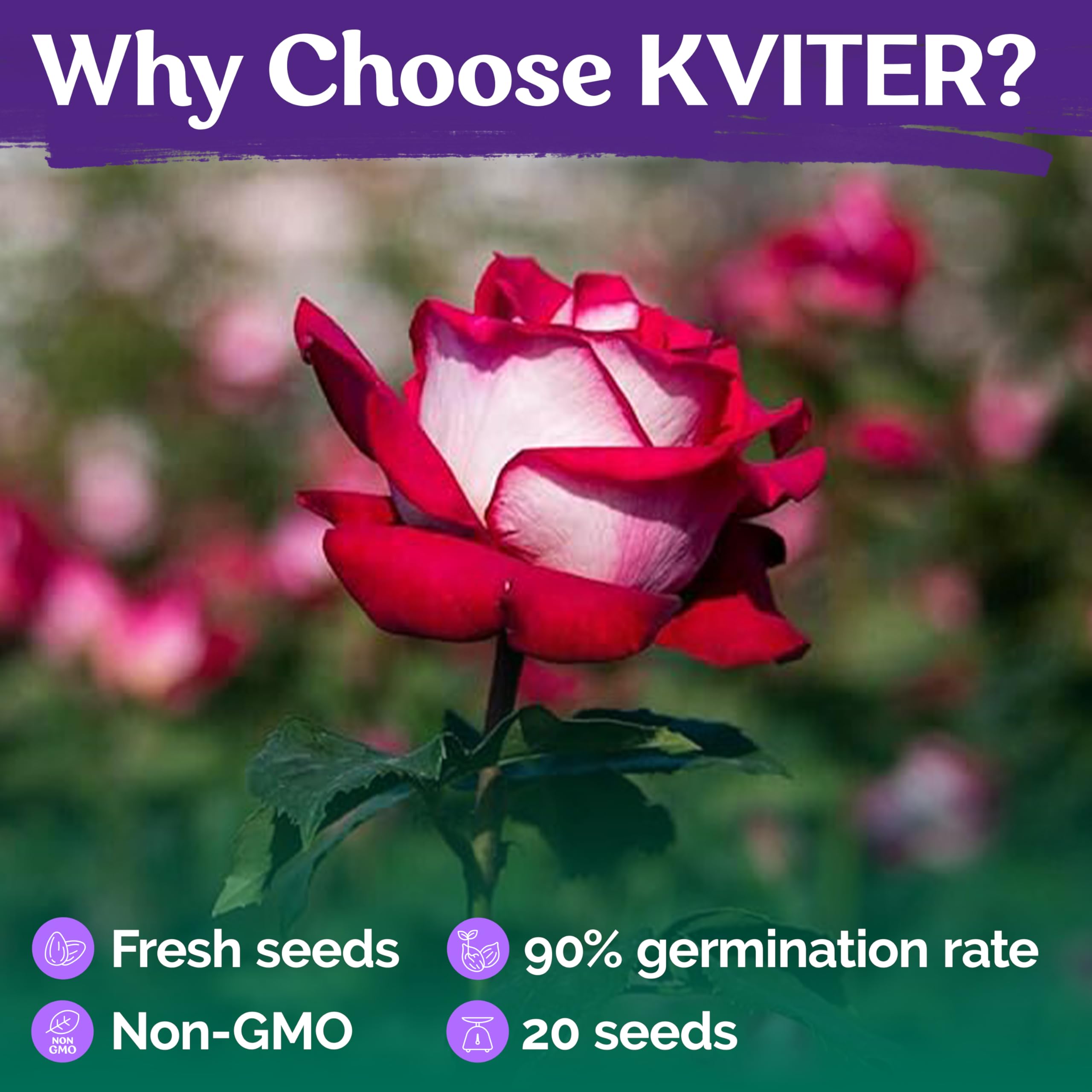 ♡Rose rose♡ Amazon.com : KVITER 20 Love in Rose Bush, Red White Rose Seeds for