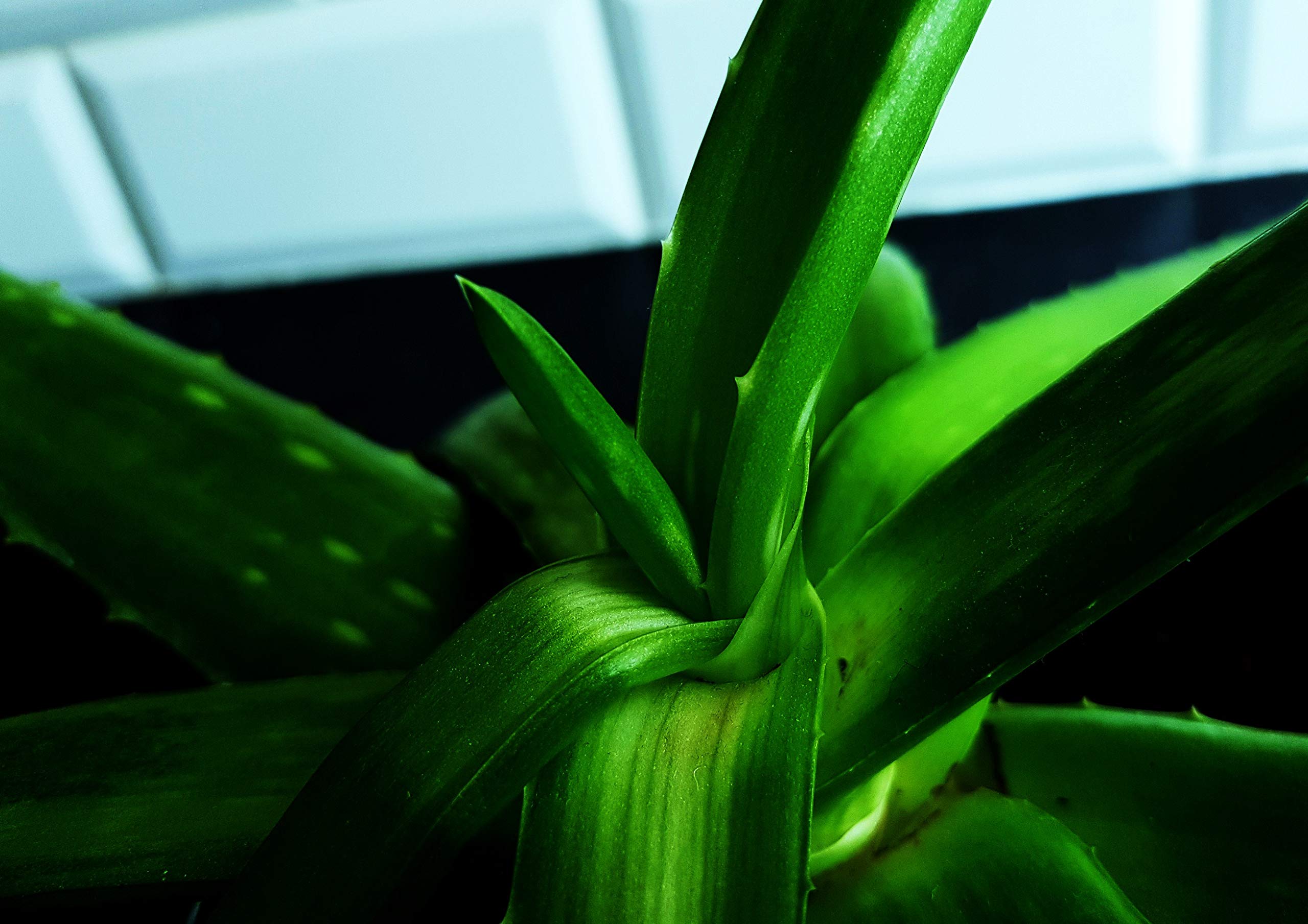 Echte Aloe Vera Samen - 10 Frische Samen : Amazon.de: Garten