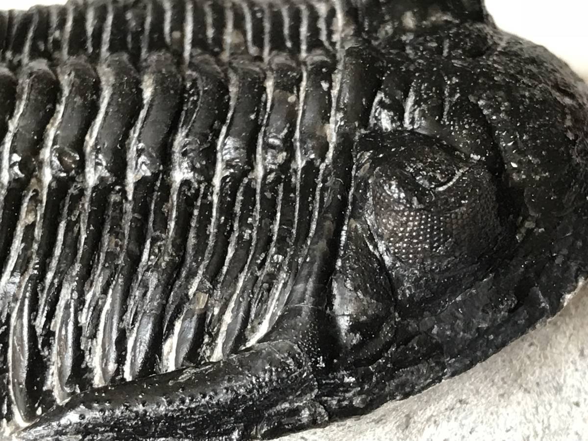 Amazon | 古生代デボン紀の三葉虫「ホラルドプス」化石 | 化石・発掘