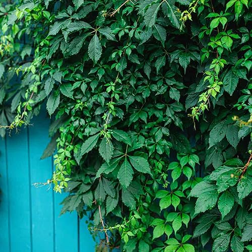 YEGAOL Garden - Semillas de enredadera de Virginia Parthenocissus Quinquefolia para paredes, enrejados y cercas para exteriores, 30 semillas de
