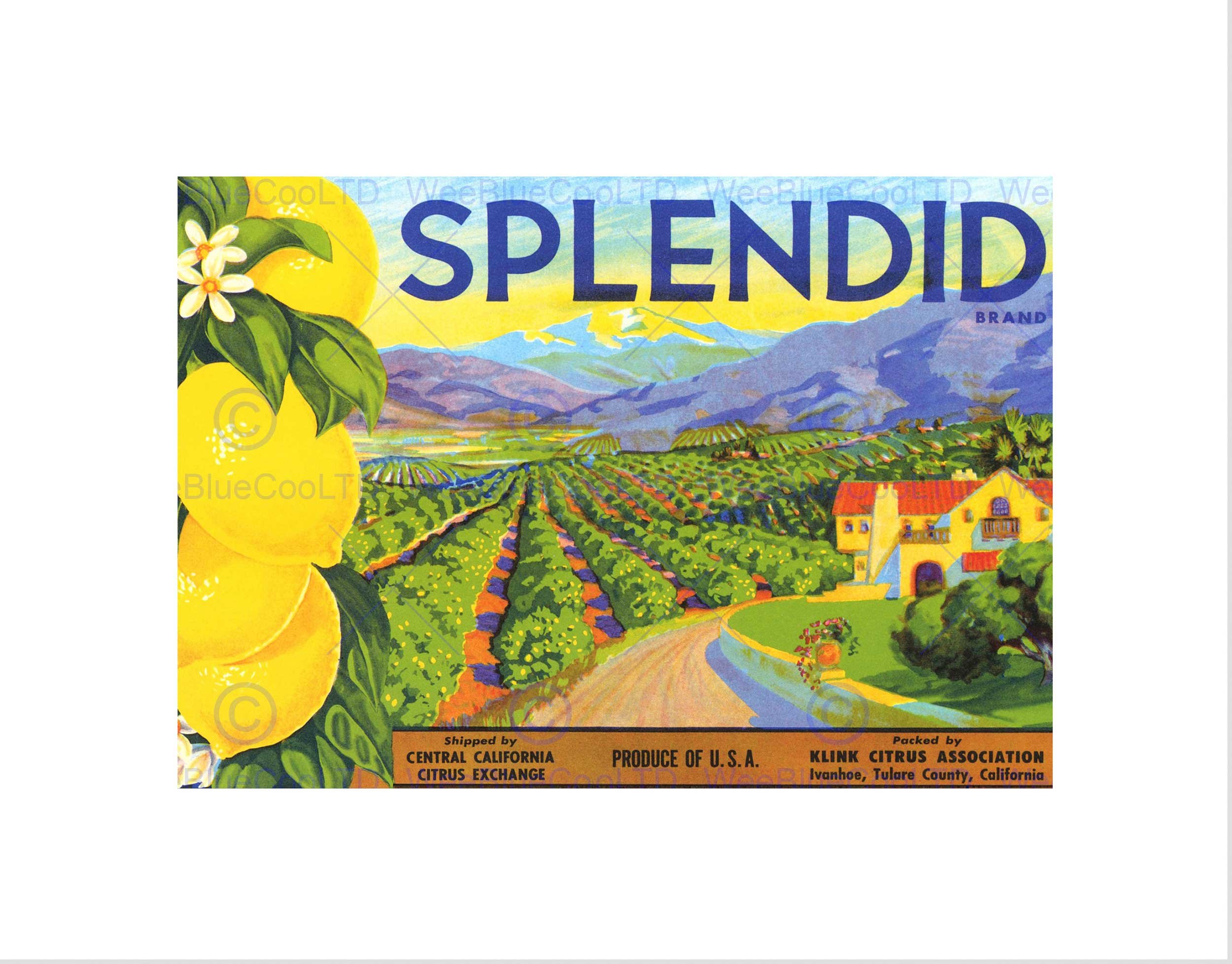 Wee Blue Coo Advert Fruit Farm Food Brand Splendid Lemons Wall Art Print
