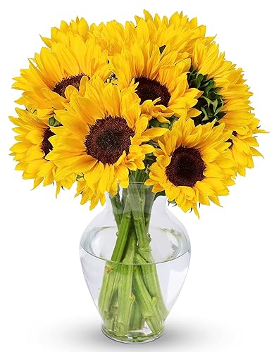 Benchmark Bouquets - 10 Stem Sunflowers (Glass Vase Included) - Fresh Flowers for Next Day Delivery - Gift for Christmas, Birthday, Anniversary, Sympathy, Get Well, Congratulations, Valentine's Day