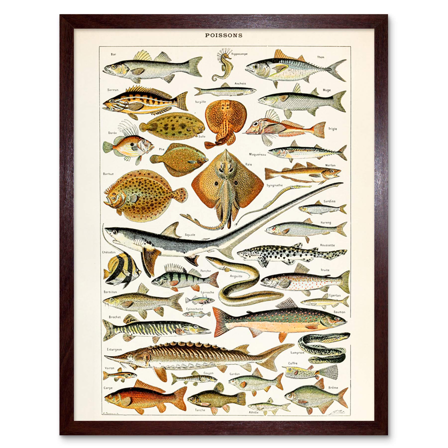 Artery8 Millot Encyclopedia Page Fish Shark Ray Art Print Framed Poster Wall Decor 12x16 inch