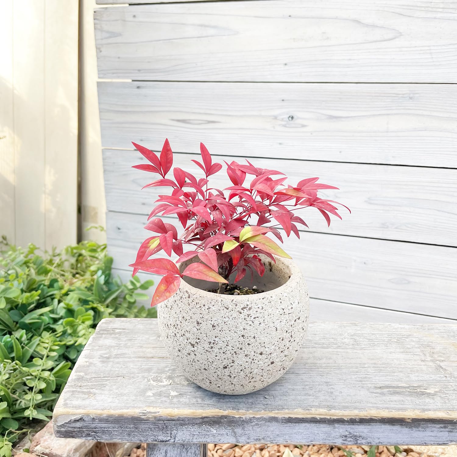 Amazon.co.jp: オタフクナンテン 苗木 2.5号 7.5cmポット苗 2株 はな