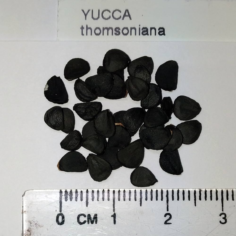 Amazon.co.jp: 【種子】Yucca Thompsoniana◇ユッカ・トンプソニアーナ Amazon.co.jp: 【種子】Yucca Thompsoniana◇ユッカ・トンプソニアーナ