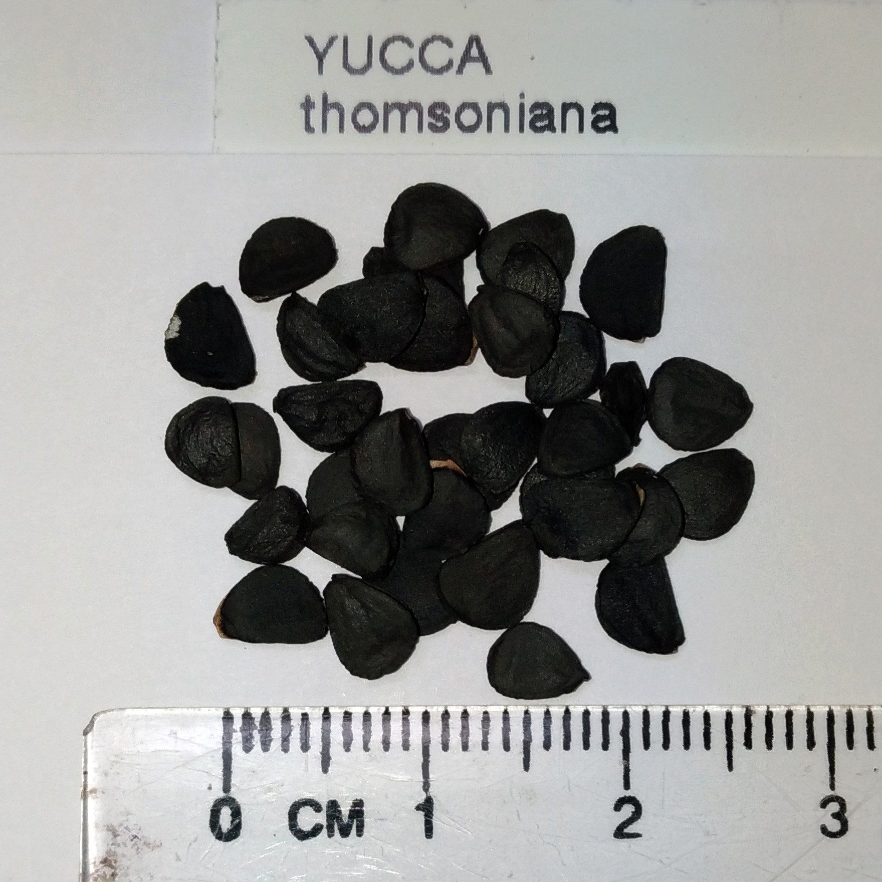 Amazon | 【種子】Yucca Thompsoniana◇ユッカ・トンプソニアーナ