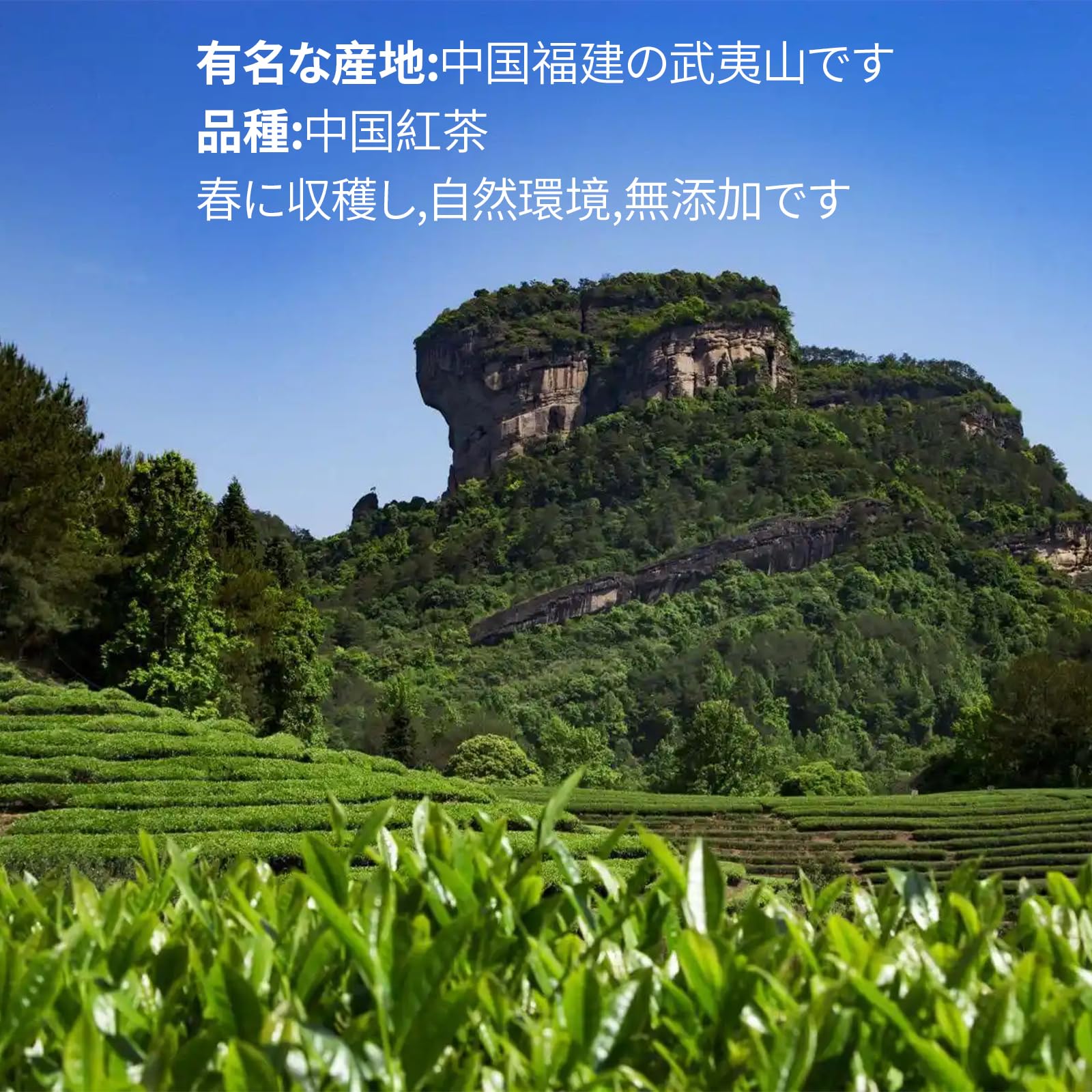 Amazon.co.jp: XIXICHA 正山小種 紅茶 正山小种 红茶 150g ラプサン