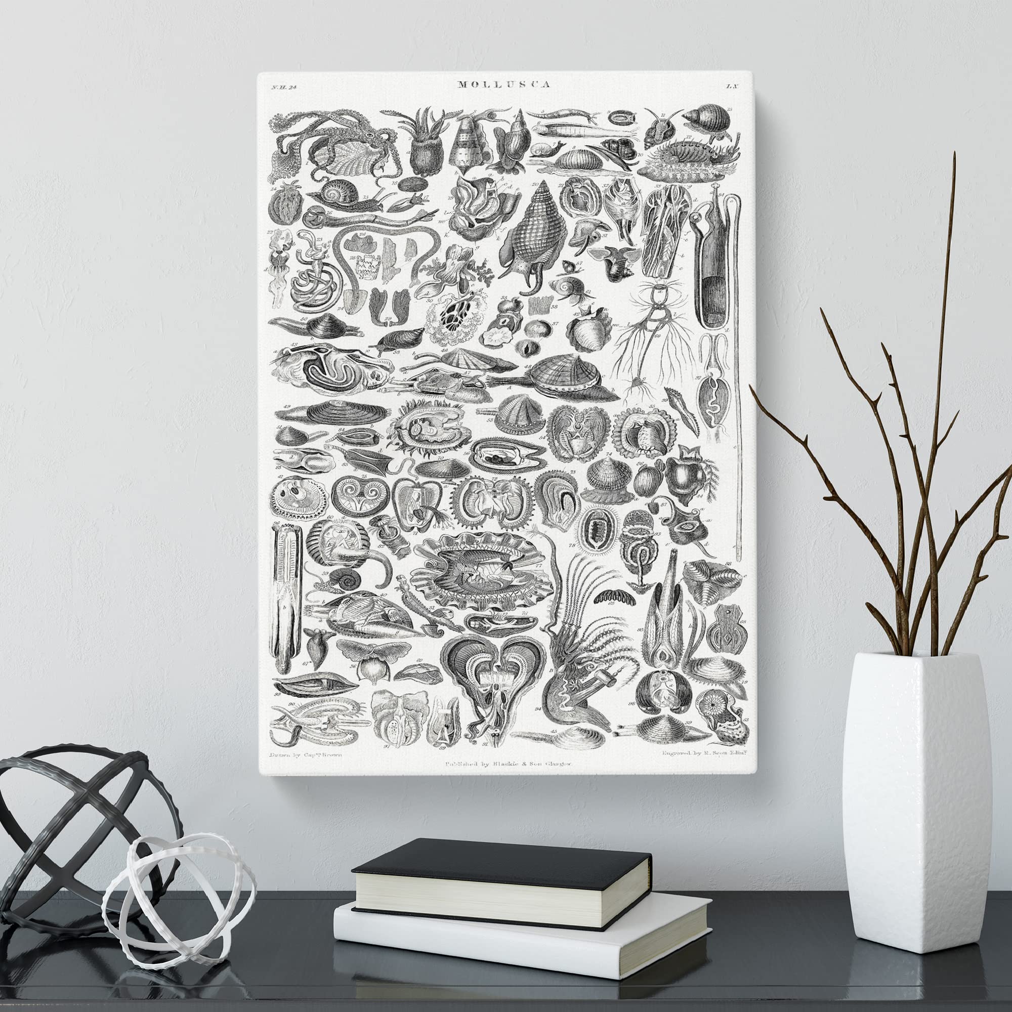 Study Of Mollusk Shells Lx By Oliver Goldsmith Canvas Print, Mixed, 25L x 50W cm - Image 2