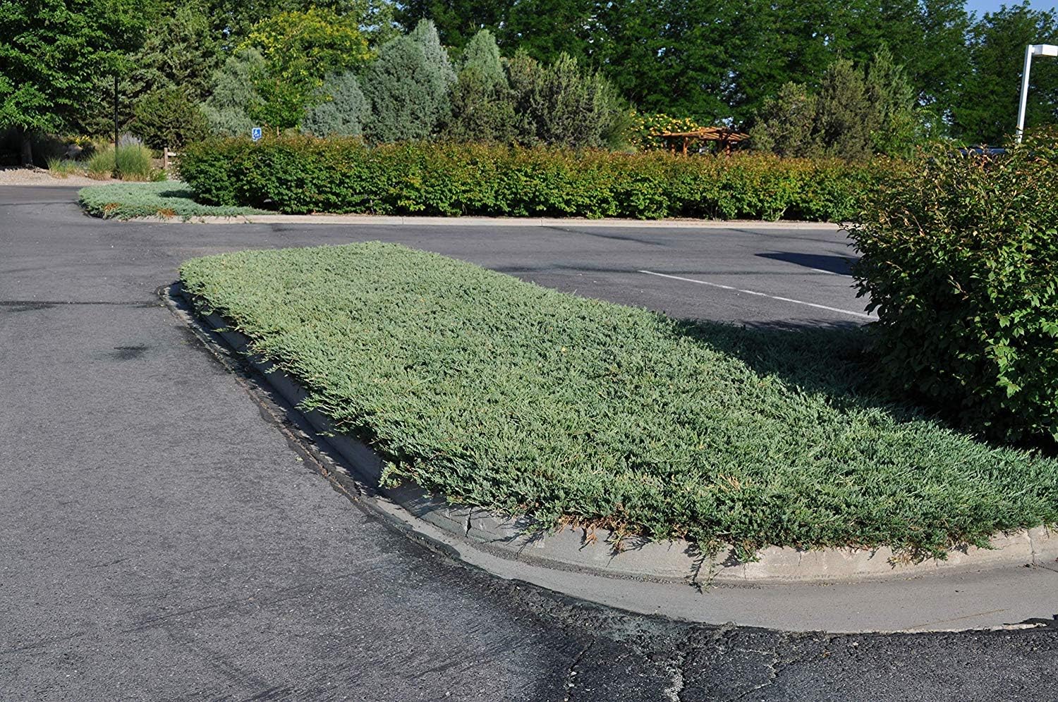 Hughes Juniper - 3 Live Plants - Juniperus Horizontalis - Drought Tolerant Cold Hardy Evergreen Ground Cover
