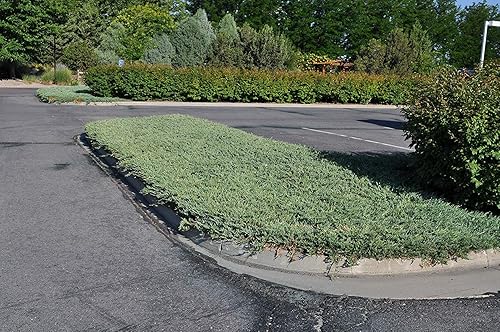 Miniatura 3 de Hughes Juniper - 3 plantas vivas - Juniperus Horizontalis - Cubierta de suelo perenne resistente a la sequía resistente al frío