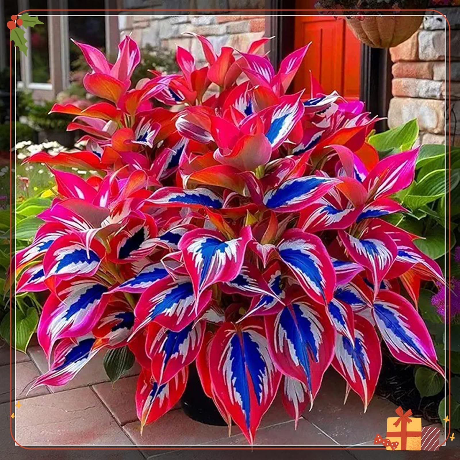 Premium Hostas Seeds - Simple to Grow – Perfect for Gardens, Enchanting Displays Hardy Hostas-500Count-D