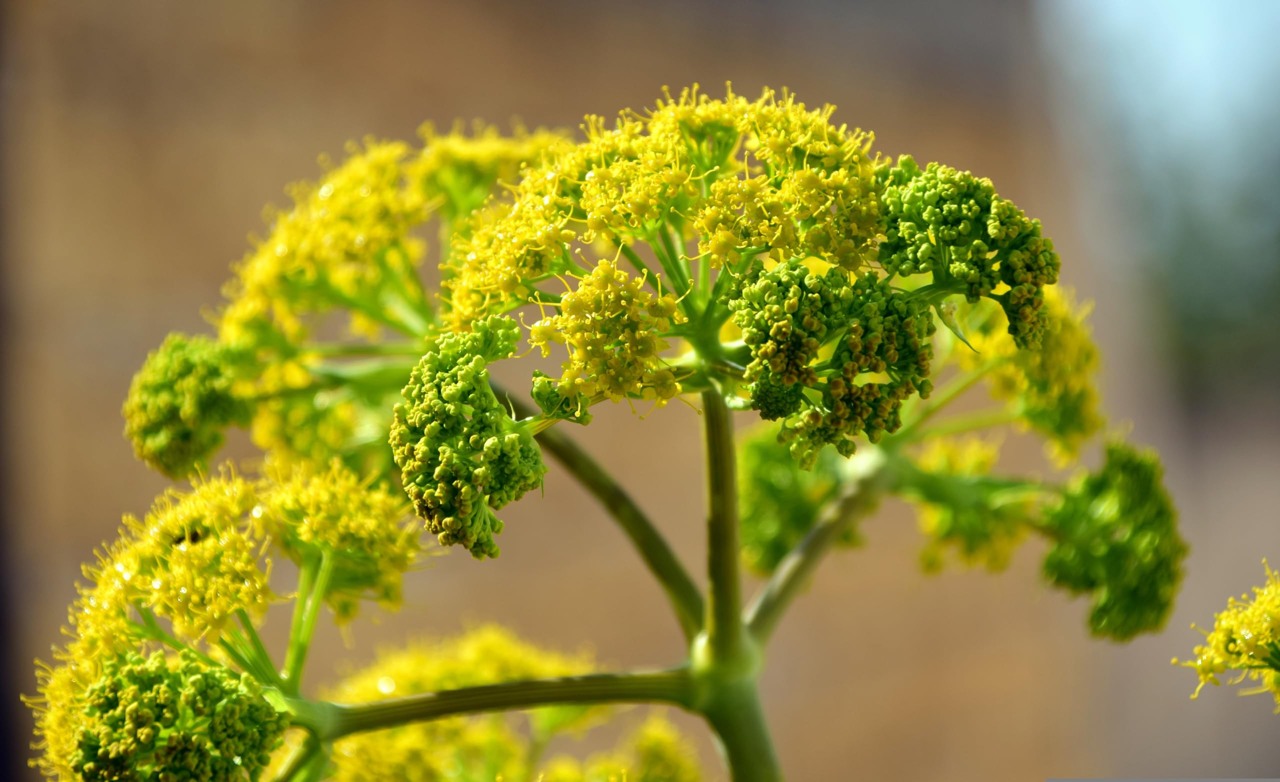Fenchel (Foeniculum vulgare) Samen. Gewürz-, Arznei- und Heilpflanze (20000 Samen = 140,0g)