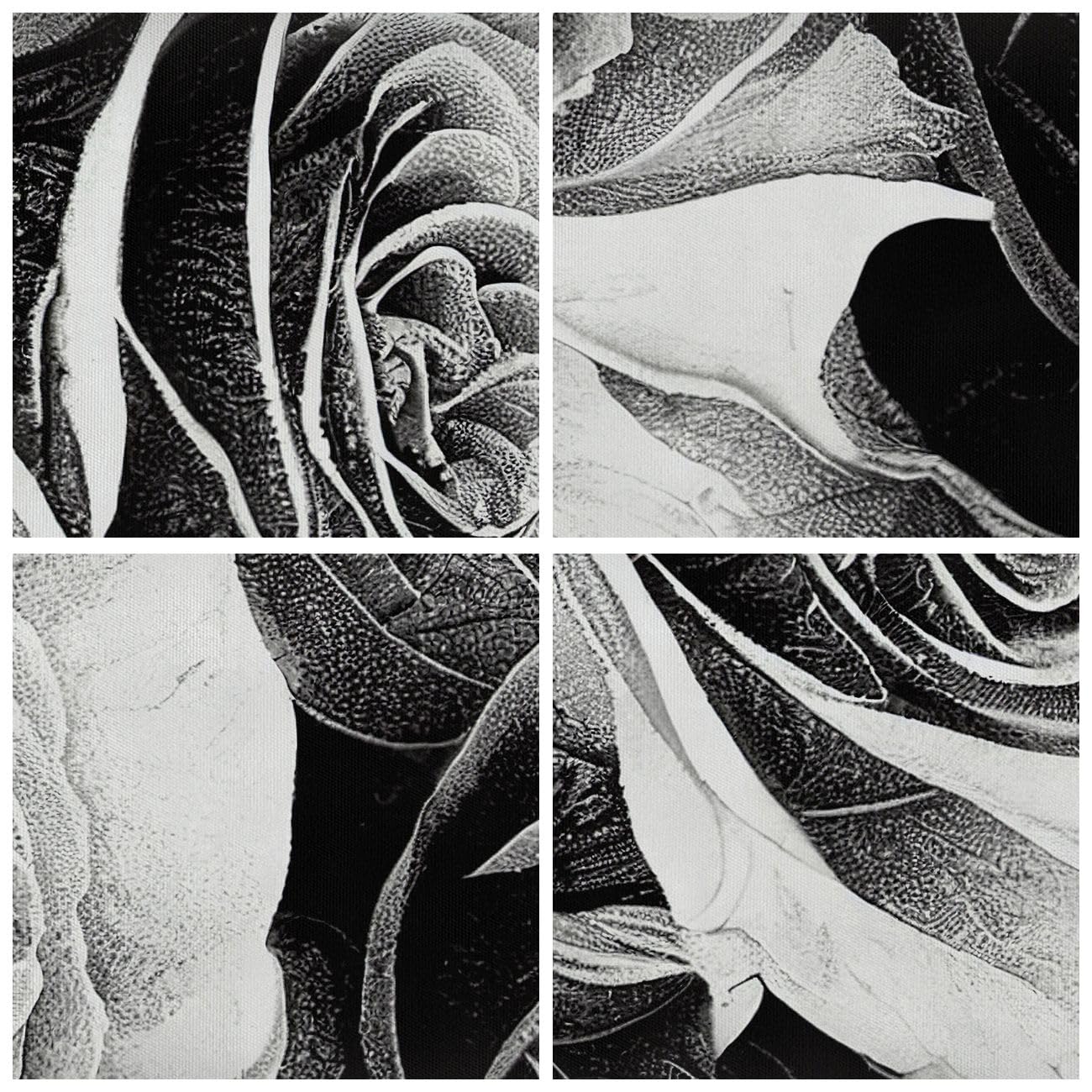 Tableau Toile Déco 50x70cm - Roses Blanches Sur Fond Noir, Art Floral Texturé, Sans Cadre - 7