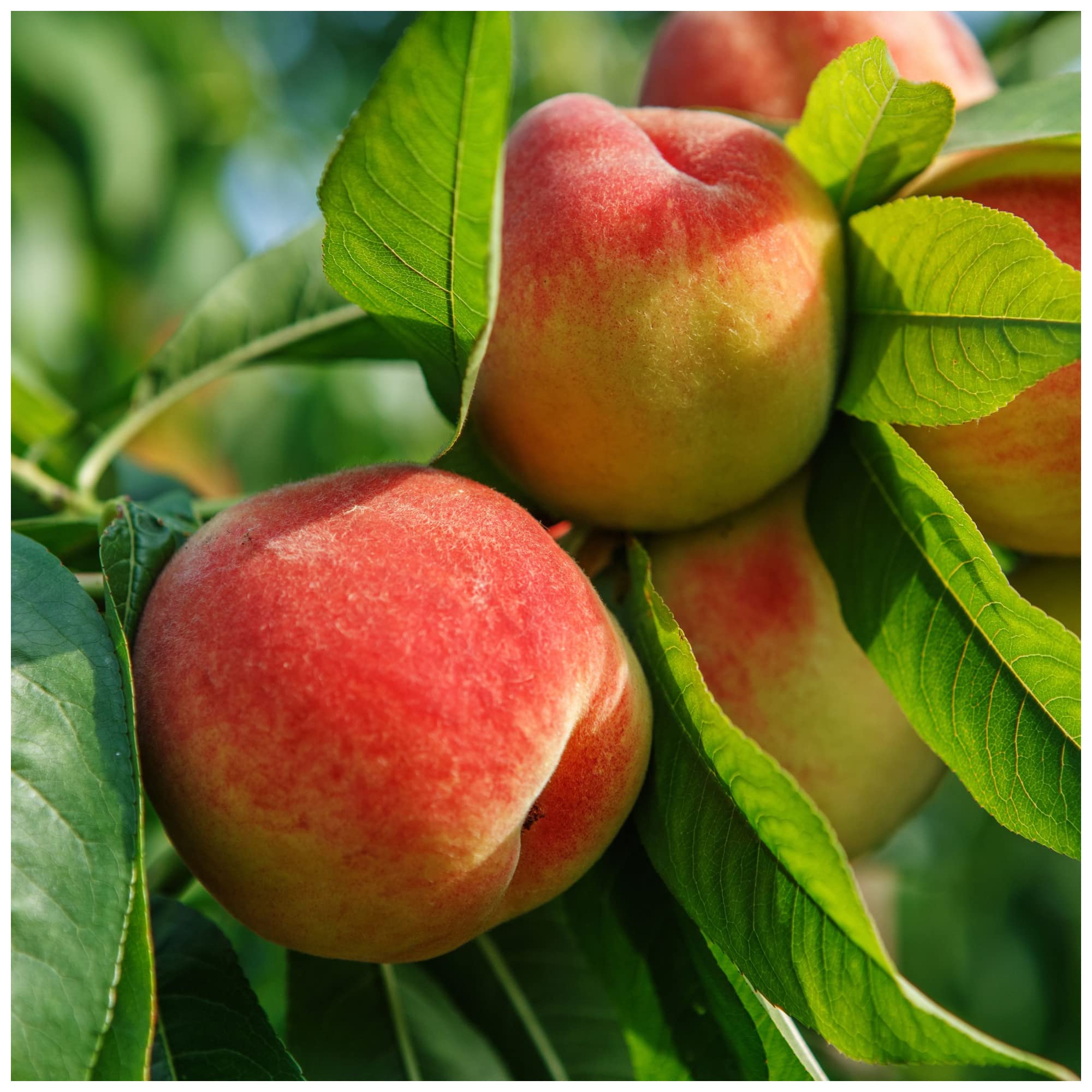 'Peregrine' Peach Tree 4-5ft Self-Fertile,Excellent Rich Flavour,Early Cropping 3fatpigs®