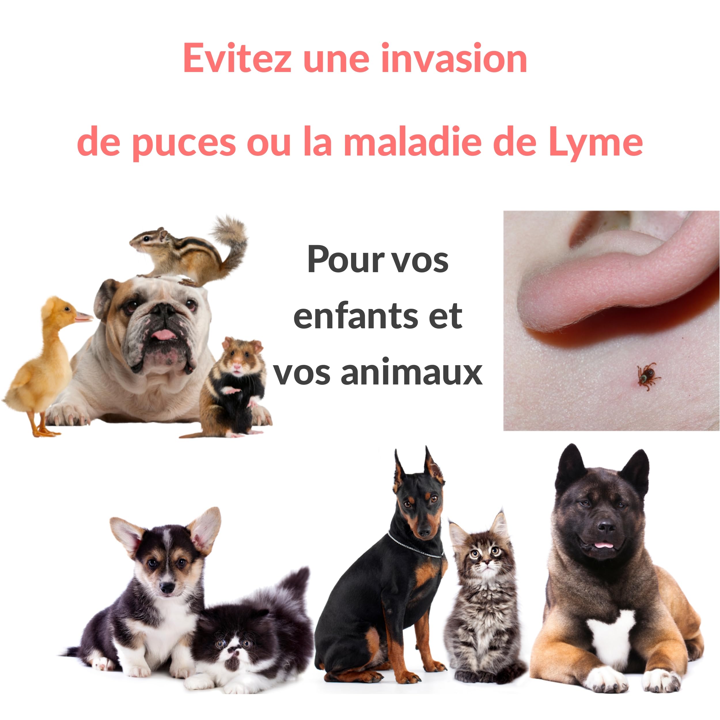 Peigne anti puce et tique pour chien et chat. Kit de crochet et tire tiques pour enlever et éliminer puces et poux des animaux de compagnie. Outil de toilettage. Elimination naturelle Lot de 5 pcs
