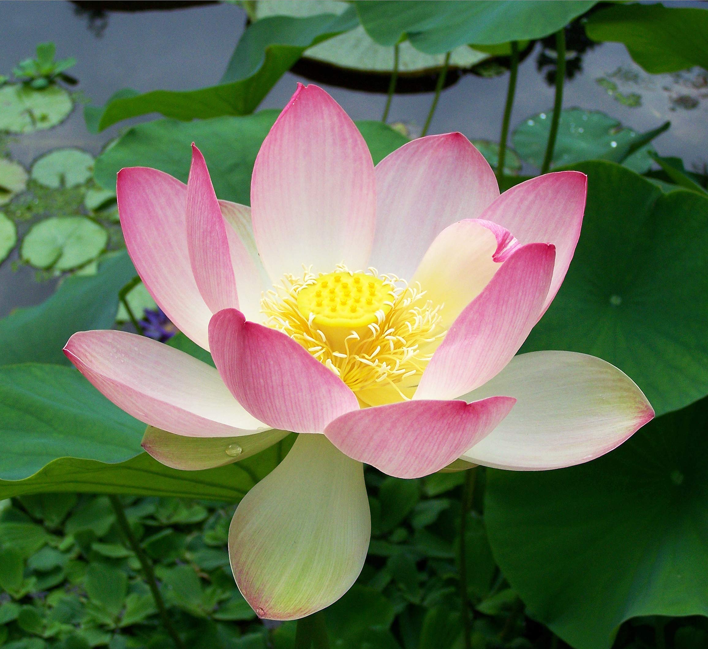 Lotus seeds for planting in aquarium || Seeds for lotus planting in aquarium || 11 seeds (B0CVVNQPY1) Amazon Price History, Amazon Price Tracker