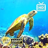 Sea Turtles Paradise Ambience Screensavers