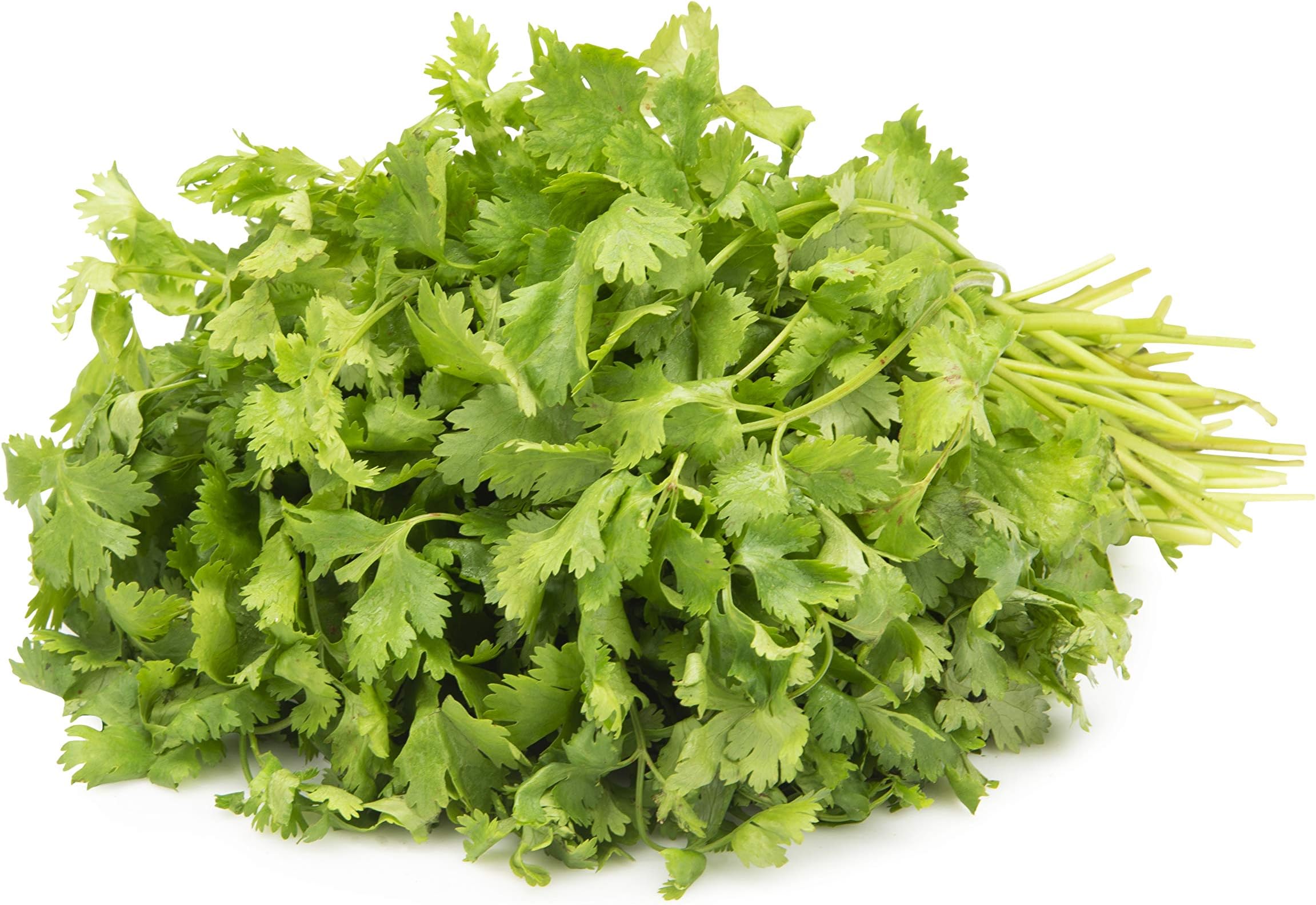 Fresh Organic Coriander, 100g.