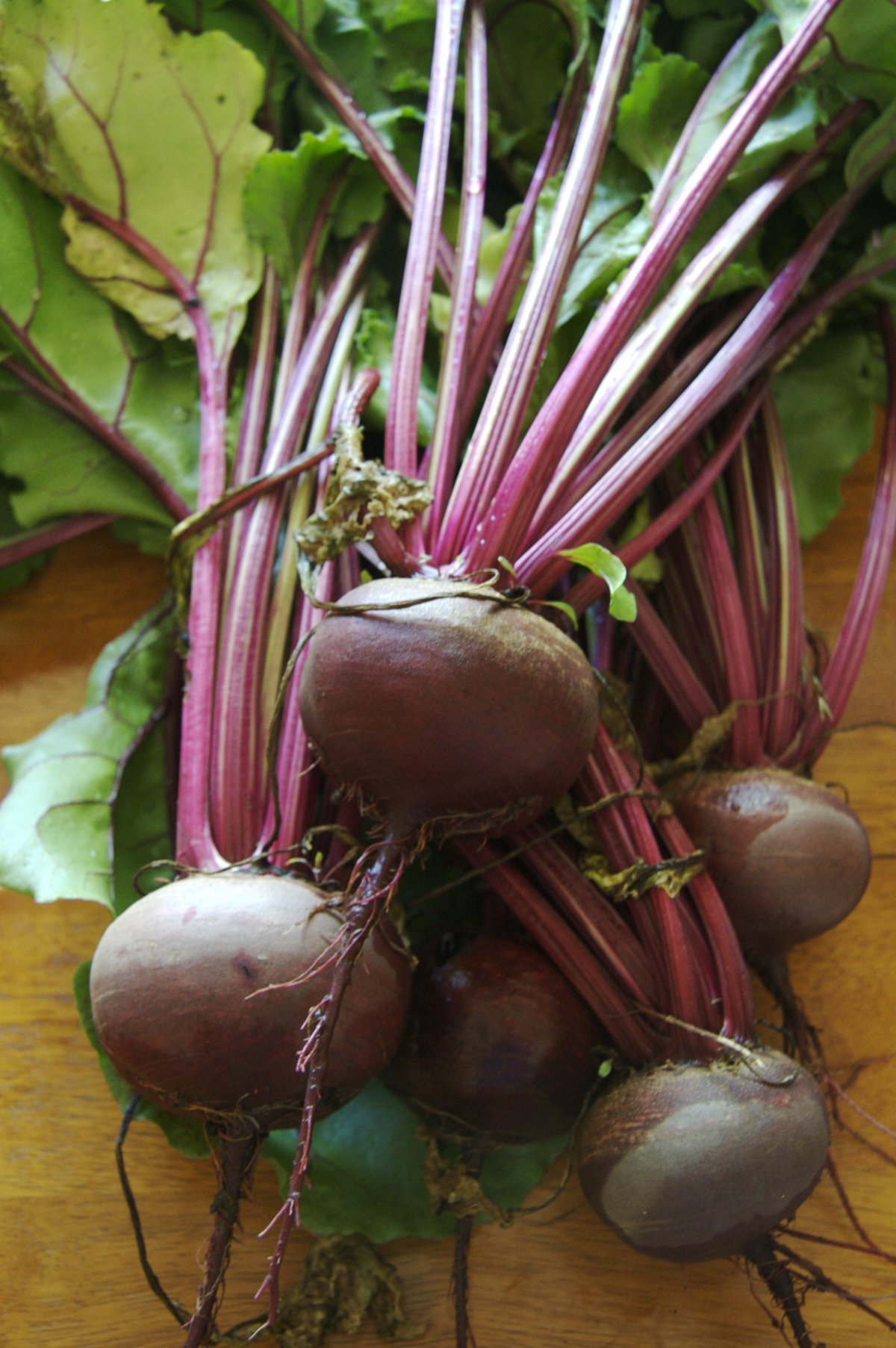 GARDENIFY INDIA RED BEET ROOT SEEDS (100 SEEDS/PACKET) (B094GGY3FH) Amazon Price History, Amazon Price Tracker