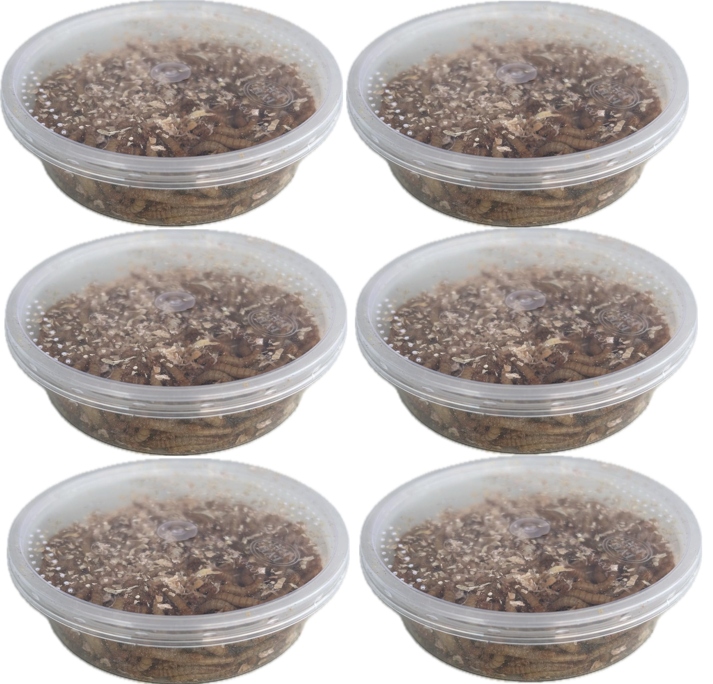 Livefood UK Live Mealworms Regular size Letterbox pack (6 x 30g) will fit through standard letterbox