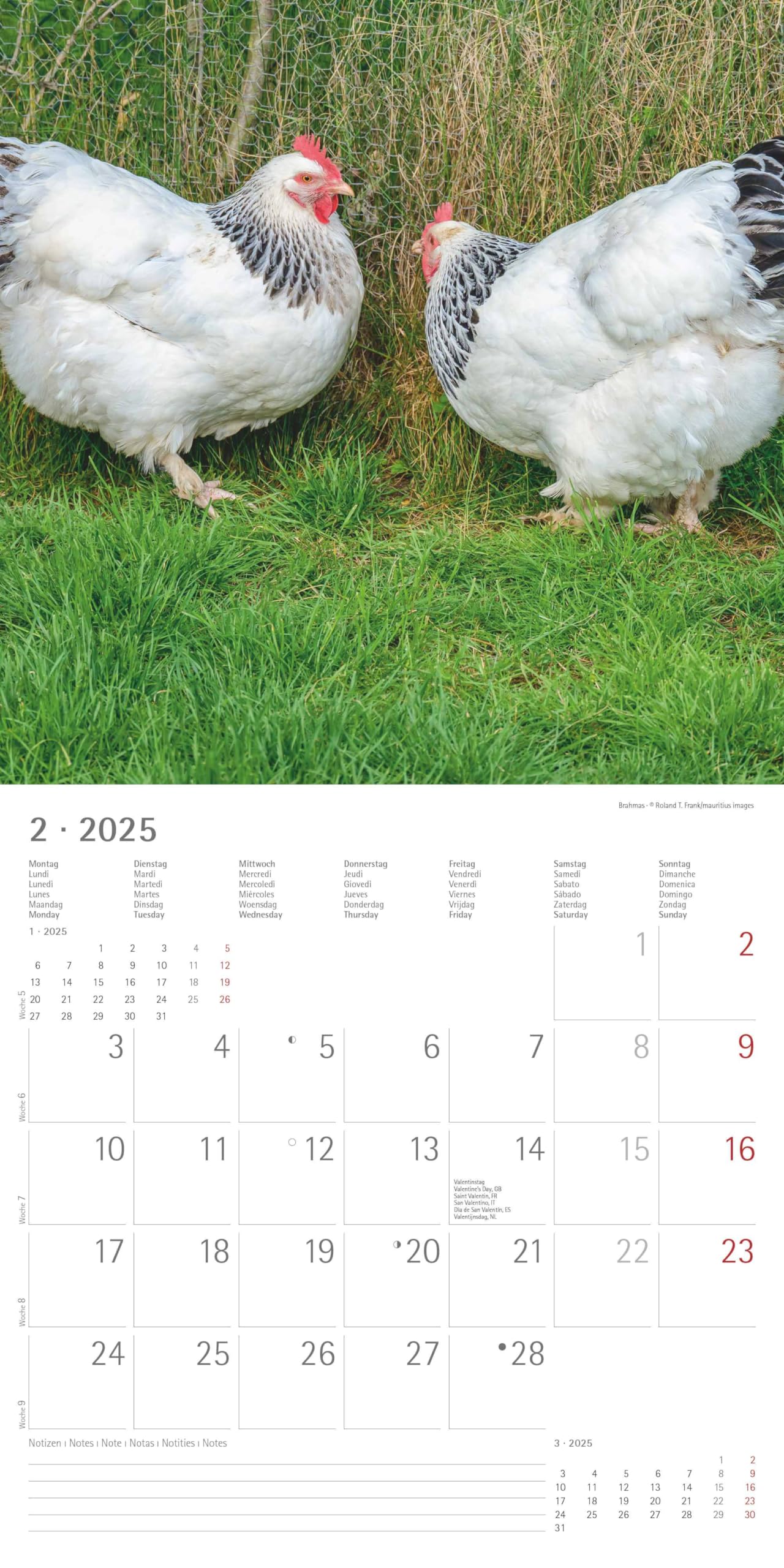Hühner 2024 - Broschürenkalender 30x30 Cm (30x60 Geöffnet) - (Kalender