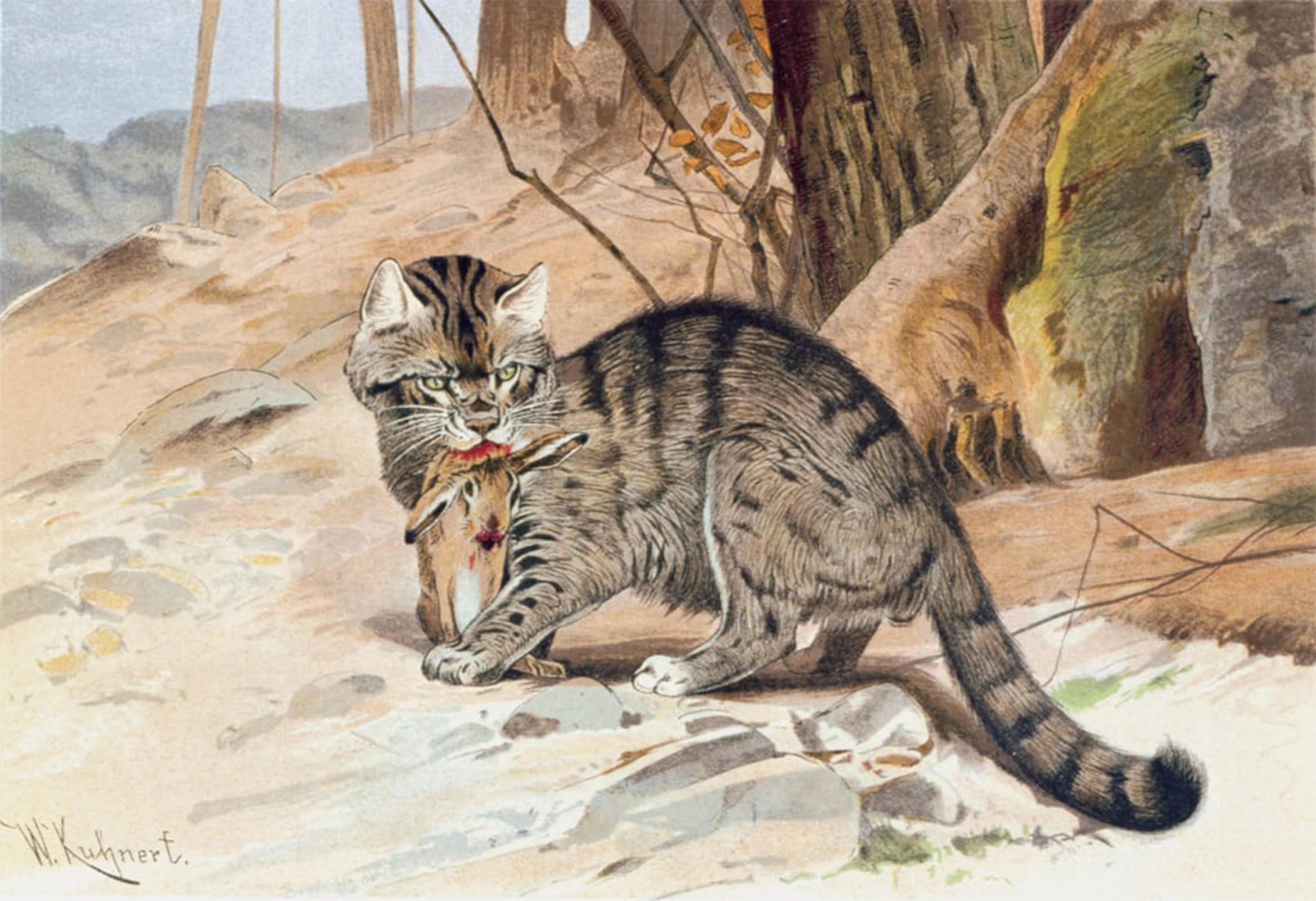ARTXLXXBN Famous Print Painting Colorful Art Print Wildcat by Wilhelm Kuhnert Canvas Art Decorations for Home Decor 60x90cm