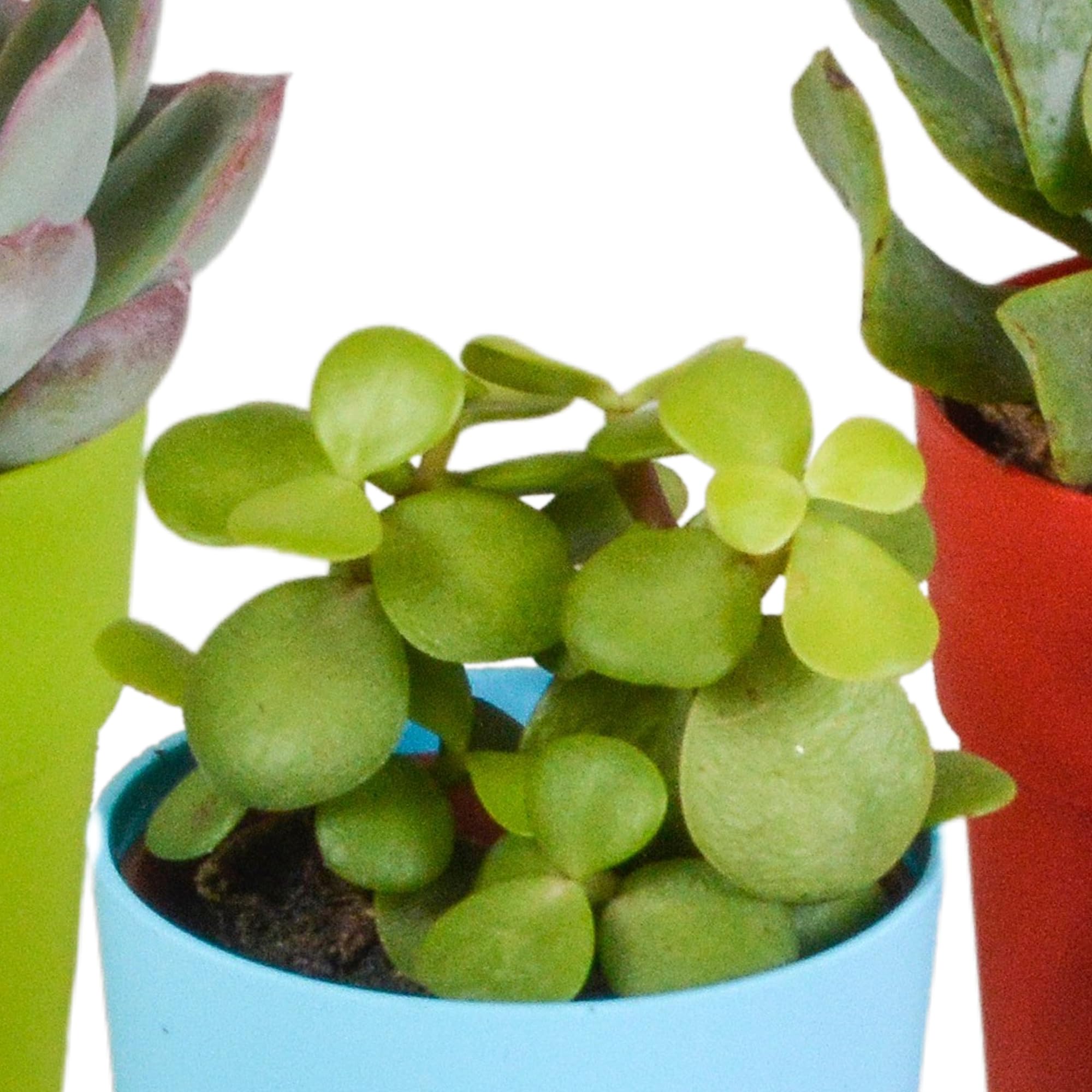 Mix Piante Grasse, Vaso in Plastica, da Interno, Set da 5, 5.5 cm