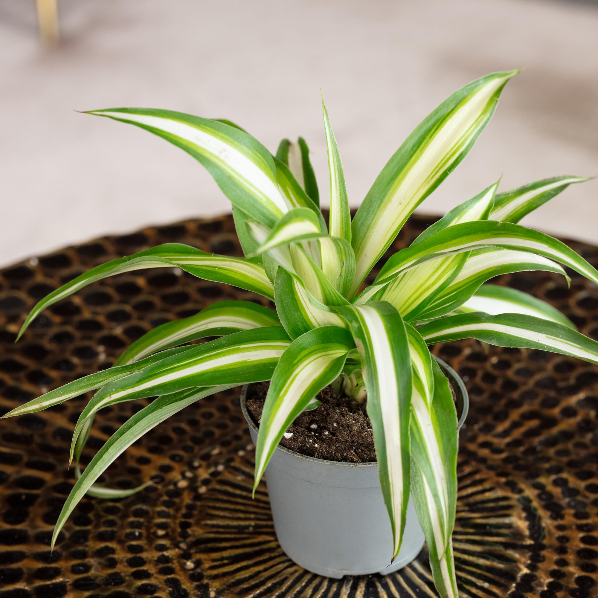 Chlorophytum Comosum Variegata Plante d'intérieur Hauteur 15 cm Pot 6 cm