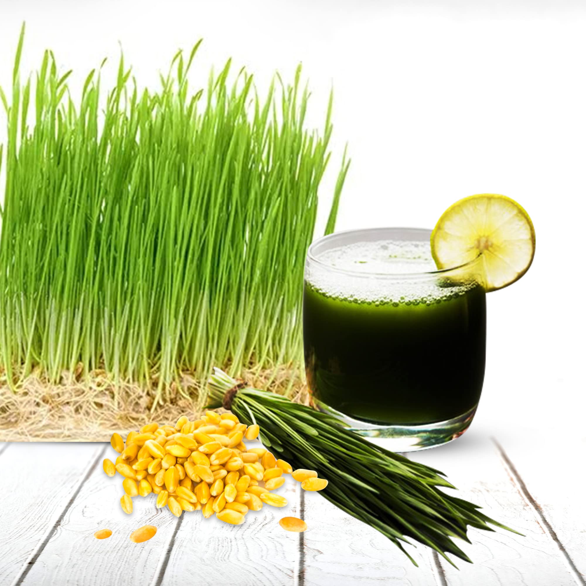 Buy Gachwala Wheat Grass , (Pack of 250 Gm), Hybrid Wheatgrass for and