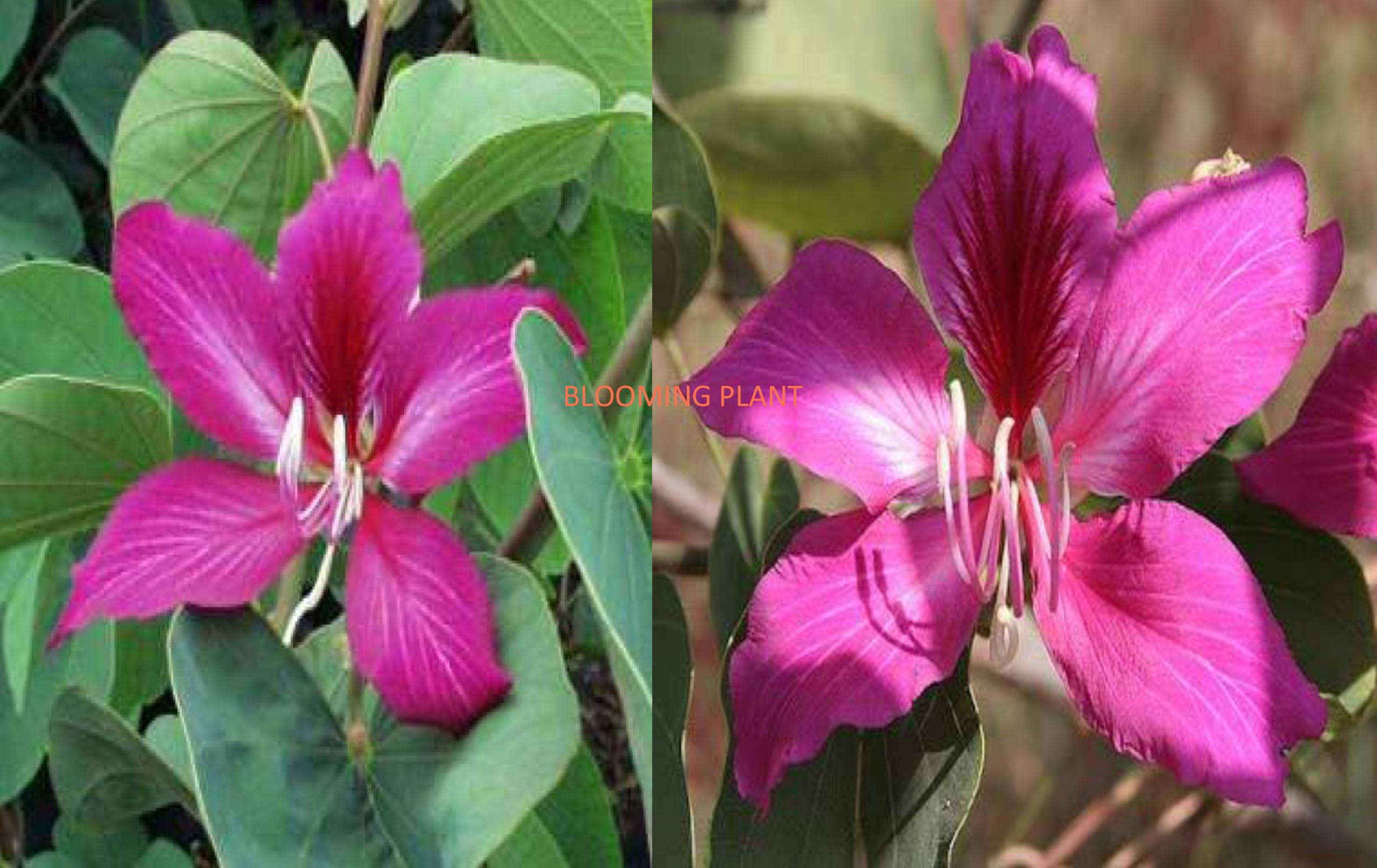 BLOOMING PLANT Pink Kanchan Flower Plant (Bauhinia Purpurea)– Beautiful Fragrant Flowering Orchid Tree for Outdoor Garden, Hybrid- Thai Variety (1 Healthy Live Plant Sapling).-image-48