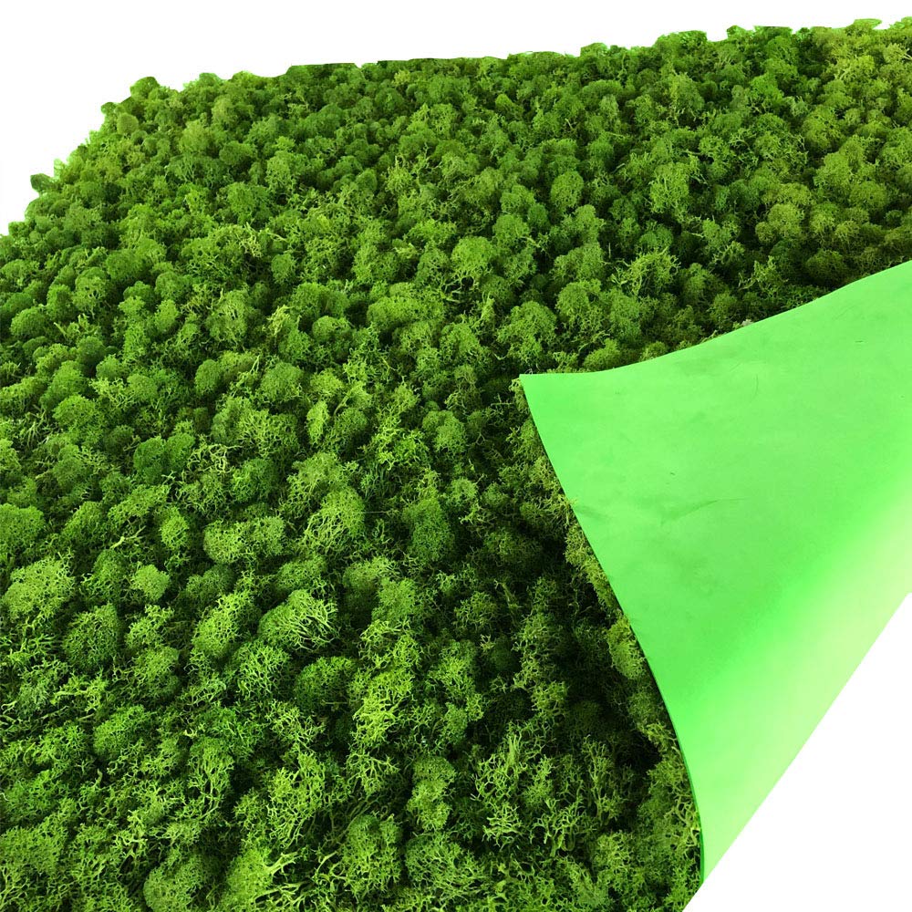 Muschio Conservato Naturale 200g - Decorazione Parete Bianco, Senza Manutenzione - Foto 2
