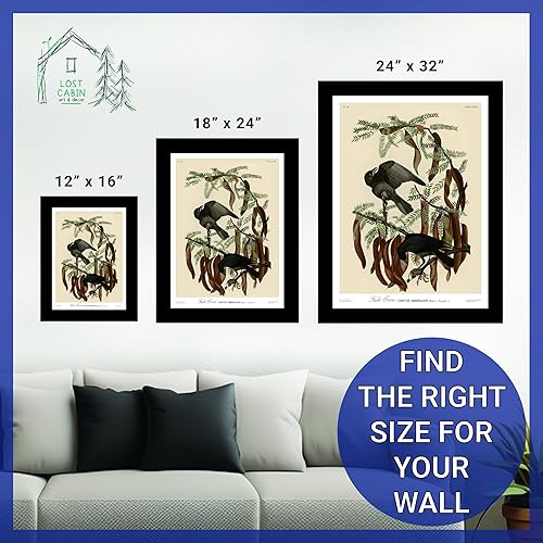 Miniatura 6 de Póster enmarcado con diseño de cuervo de pescado de James Audubon para decoración de pared  Pósteres e imágenes de reproducción de pinturas de obras