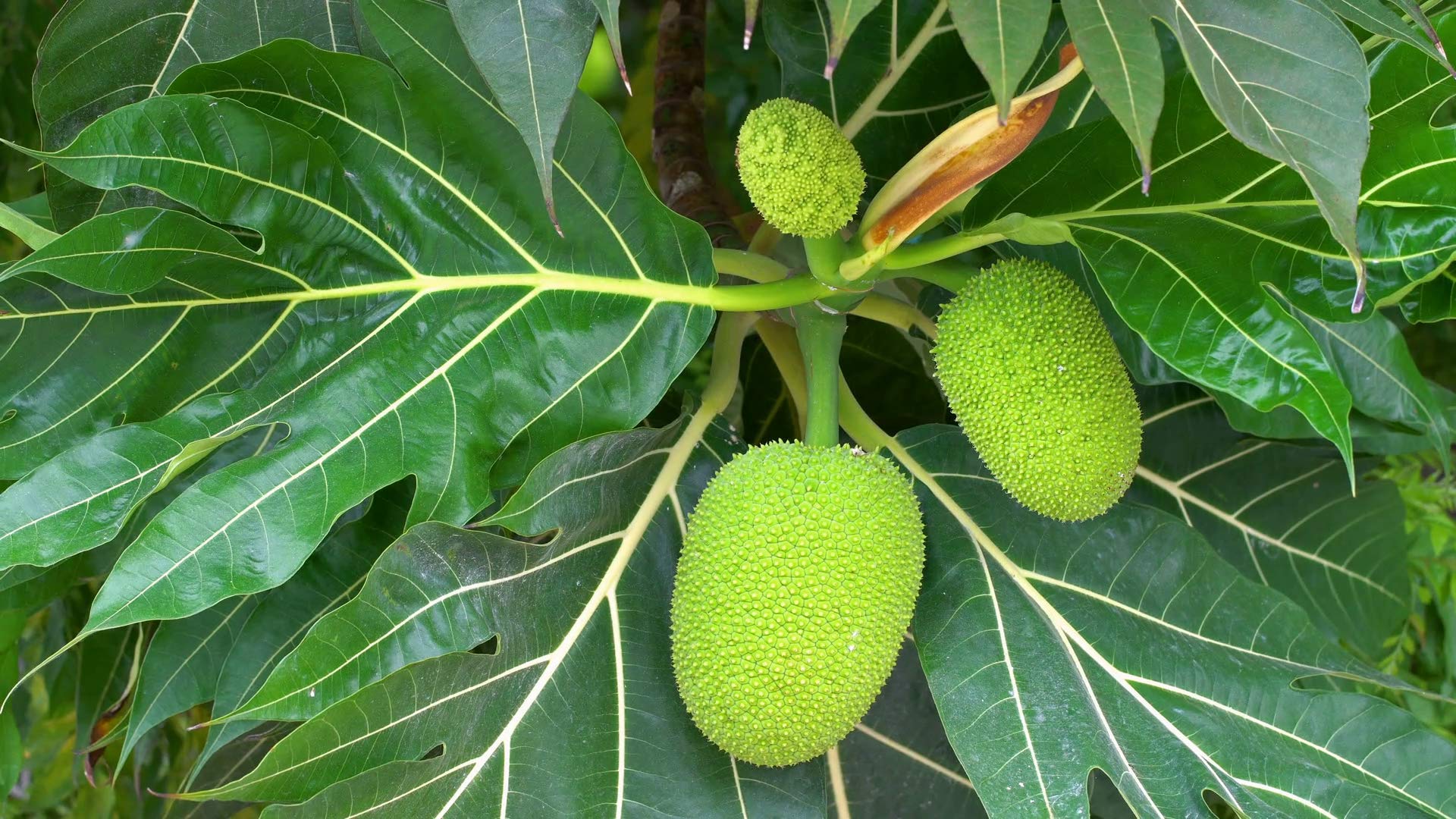 Creative Farmer Live Plant Breadfruit Nirphanas/Vilayati Phanas Originating in Guinea Fruits Plants for All Season Garden Plant(1 Healthy Live Plant)