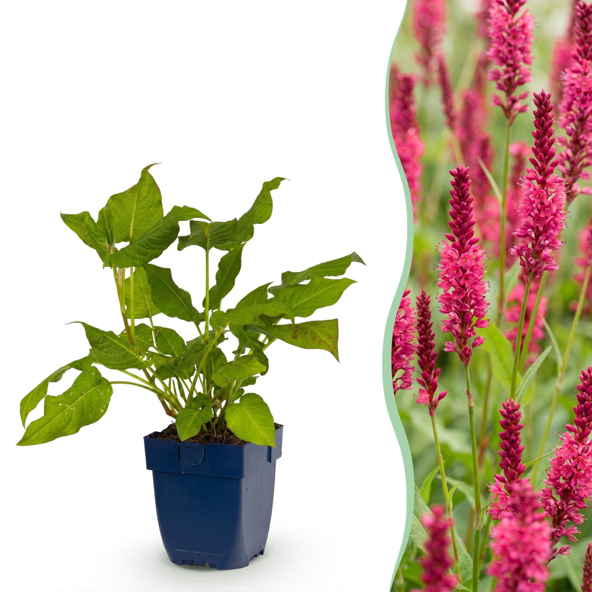 Green boutiQ - Plante vivace - Persicaria amplexicaulis - Renouée - Attire les abeilles et les papillons - Rouge - 24 Plantes - Pot 11cm - Hauteur 15-25cm