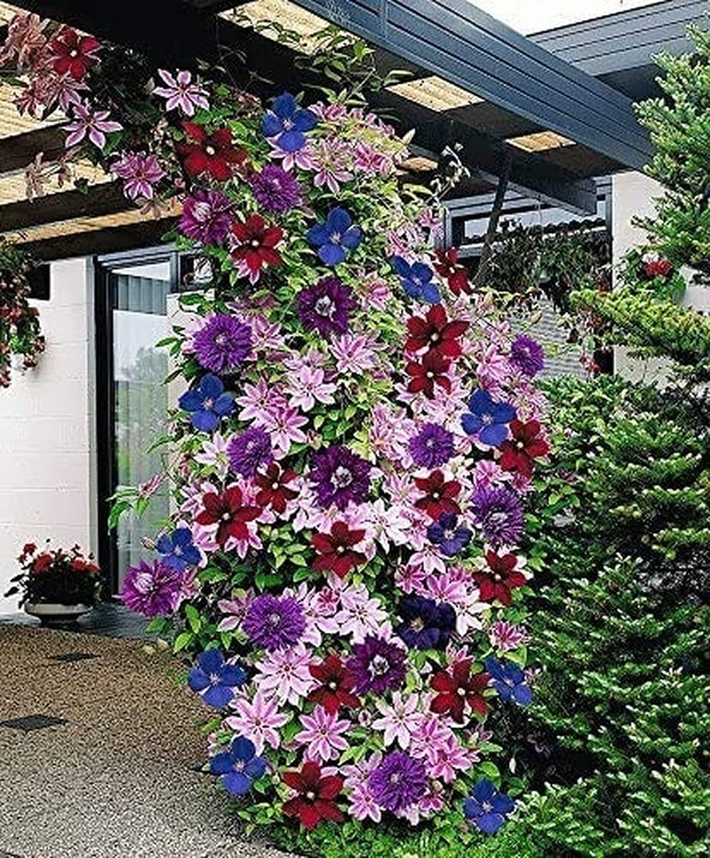 2Pcs Clematis Bulbs Mixed Colors Wonderful Large Blooms Climbing Vine Perennial Flowers Clematis Bulbous Root Add Color to The Garden