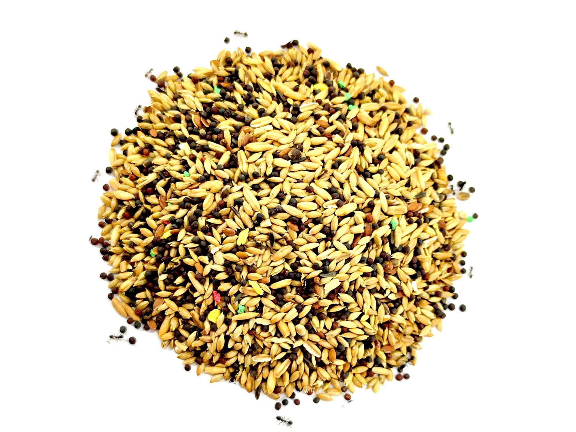 Kit Reemplazo -【Hormigueros de Arena】 -1kg - Néctar 50ml- Colonia de Hormigas Gratis, Piedras Decorativas - Semillas - Kit Alimentación Completa Incluida