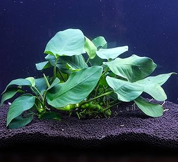 Amazon | アヌビアスナナ3株 水草 水上葉 輸入水草 陰性水草