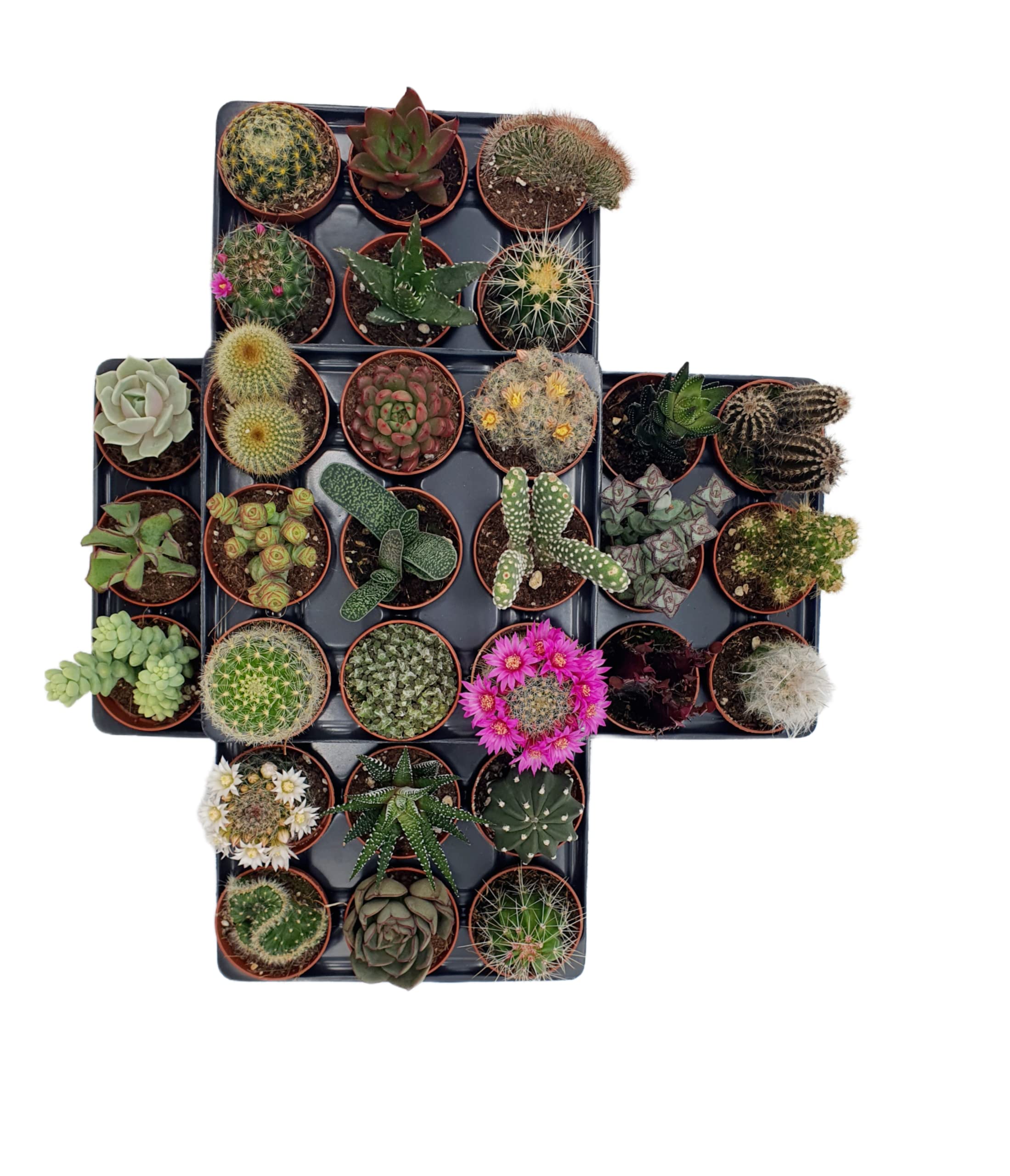 Box 30 Piante Grasse Vere Assortite in Vaso diametro 5,5 Collezione Mista di Succulente e Cactus