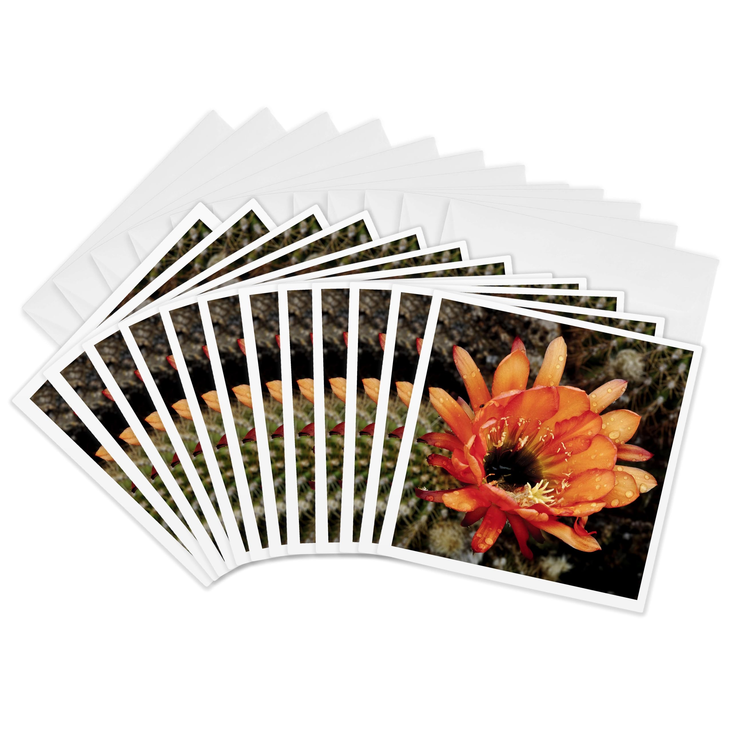 3Drose Decorative Colourful Garden Botanic Classic Plant Sw Southwest Desert Cactus Red Orange Rain Flower - Greeting Cards, 6 by 6-inches, Set of 12 (gc_32390_2)