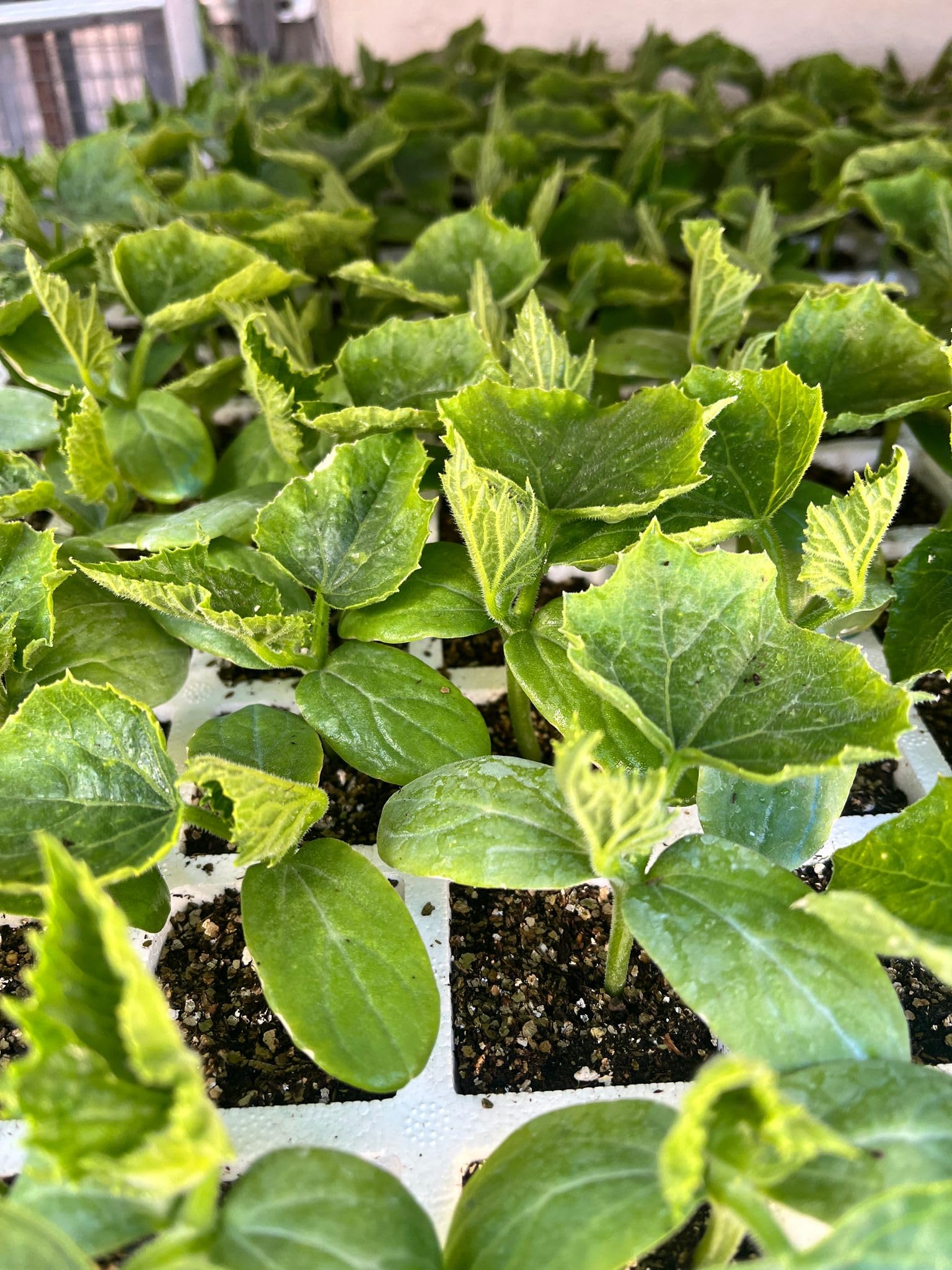 Plantel de Huerta, Pack de 10 Unidades, 5 MELON MIURA y 5 SANDIA, Kit de Huerto, Plantines para Ensaladas INJERTADO