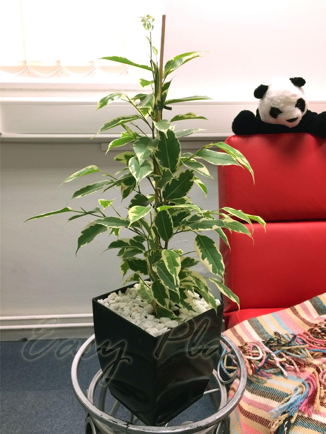 Life Improver 1 Evergreen Golden King Ficus Benjamina Table Plant @ Gloss Black Milano Square Pot